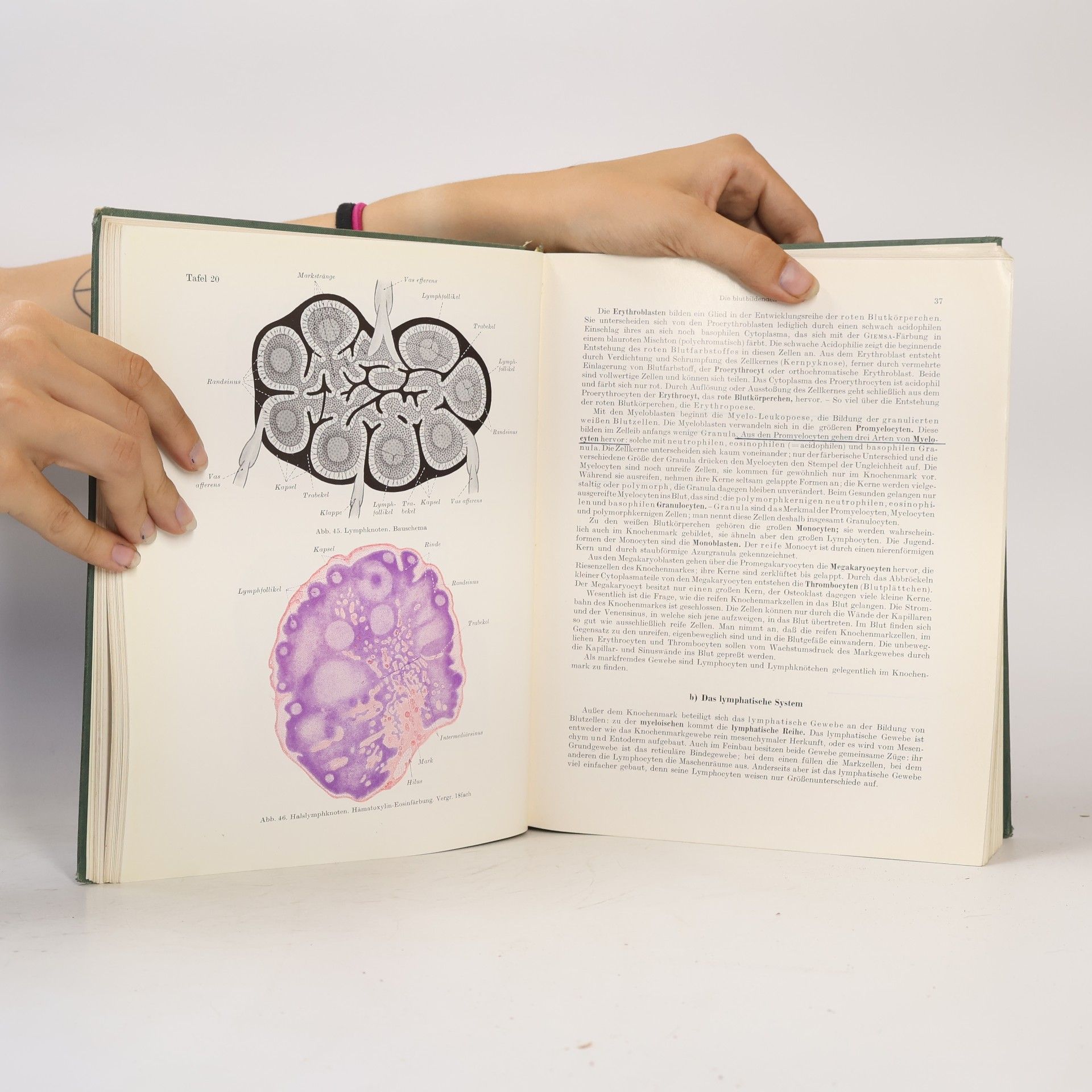 Josef Wallraff Leitfaden der Histologie des Menschen