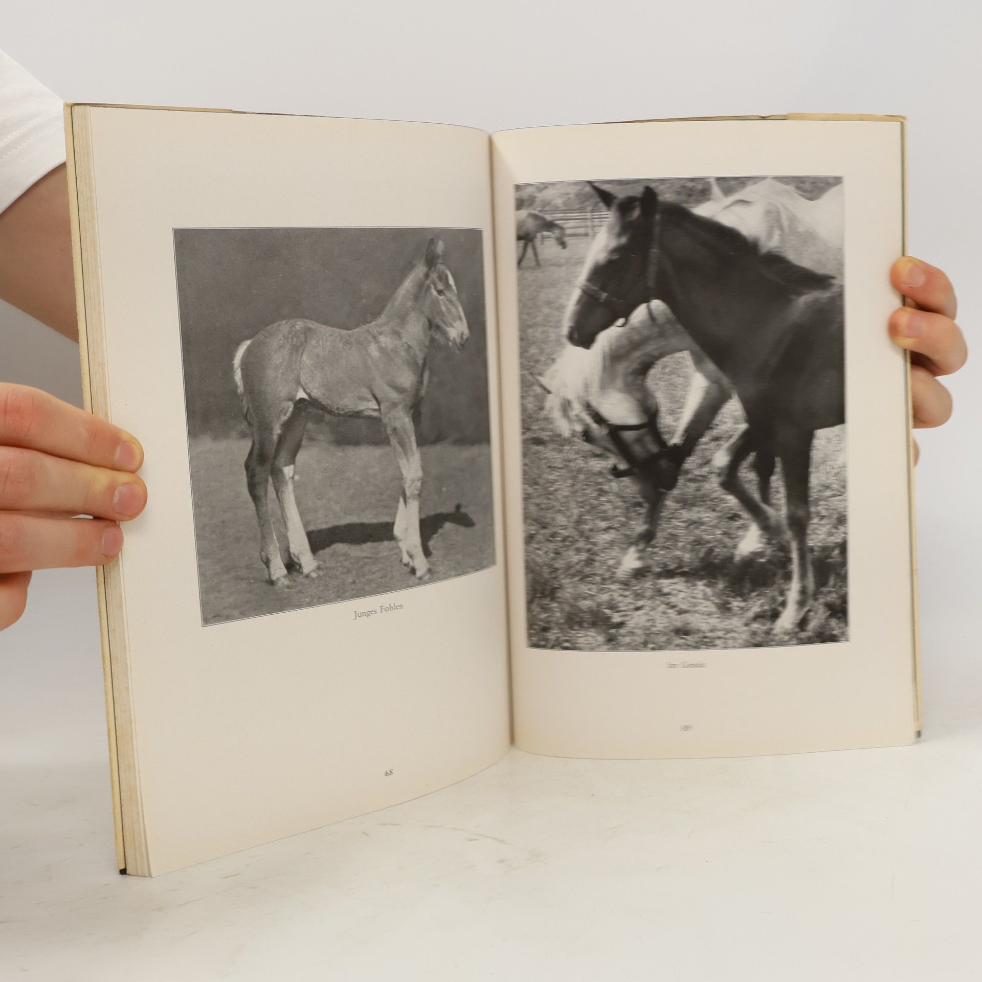 Autorenkollektiv Tiere in Schönen Bildern. Aufnahmen nach dem Leben