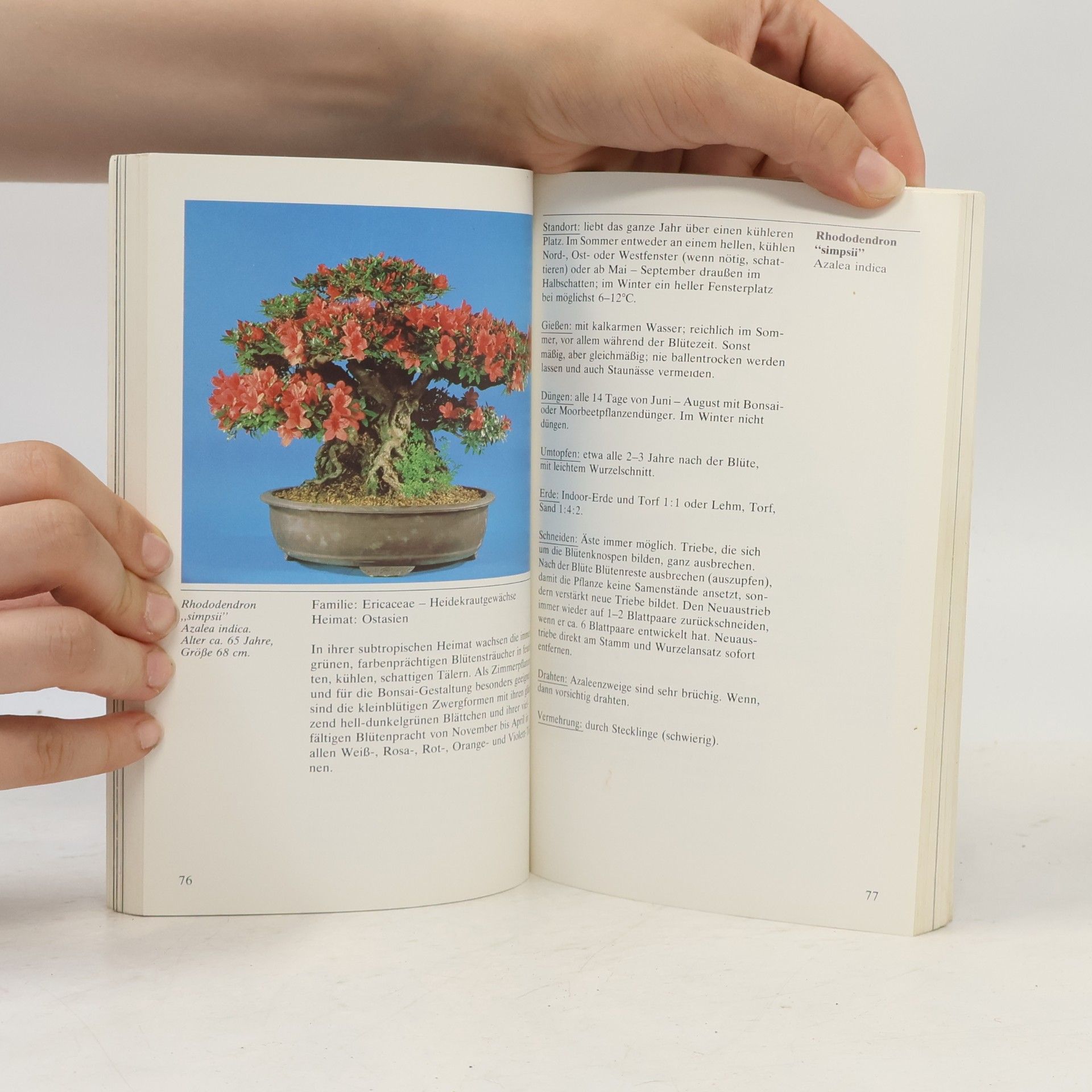 Ilona Lesniewicz Bonsai für die Wohnung