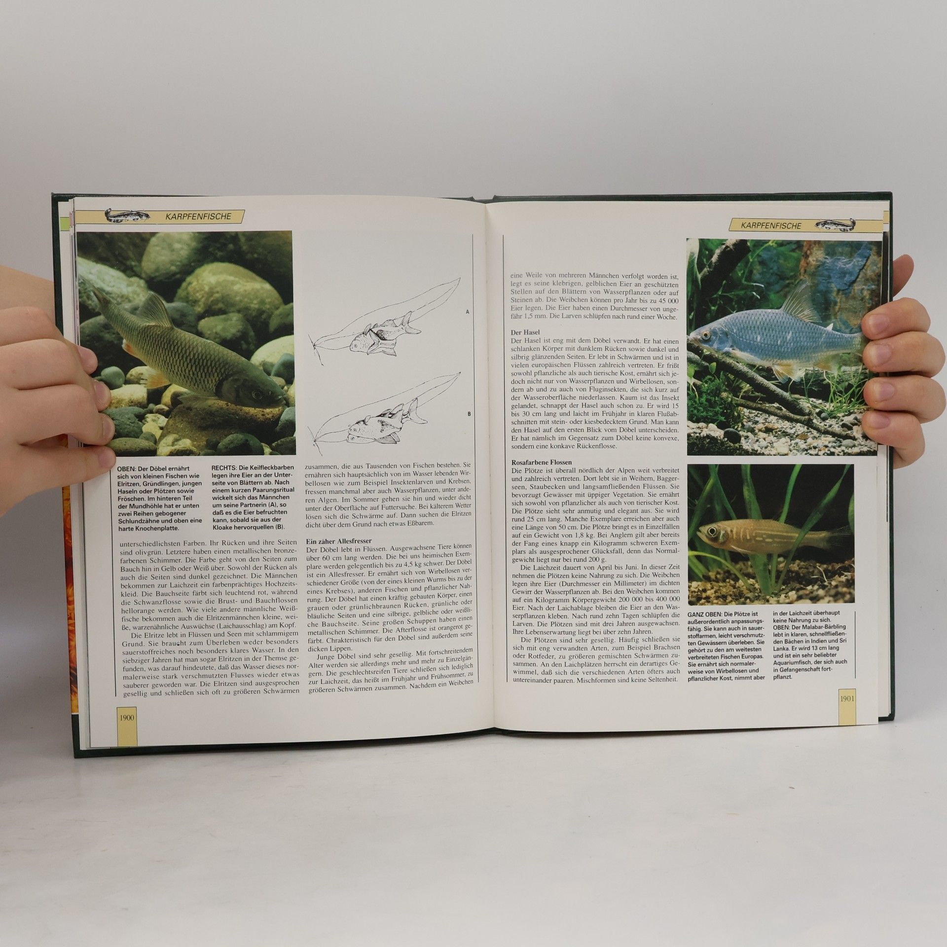 Various authors Lebendiges Tierreich 32