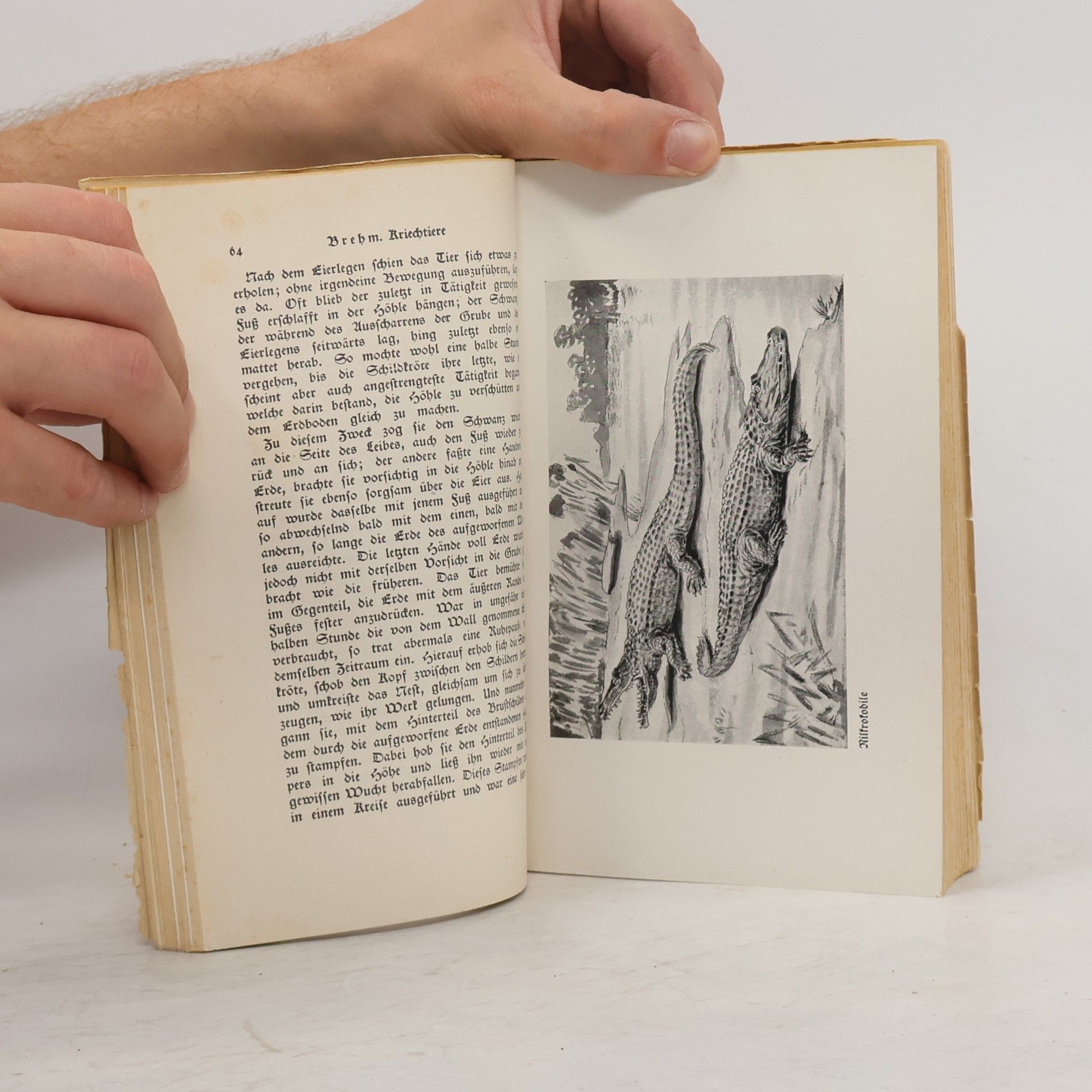 Autorenkollektiv Brehm's Tierleben I