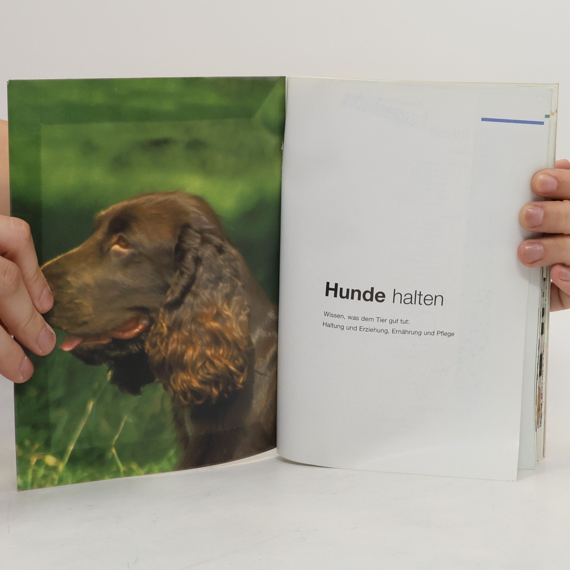 Autorenkollektiv Hunde halten