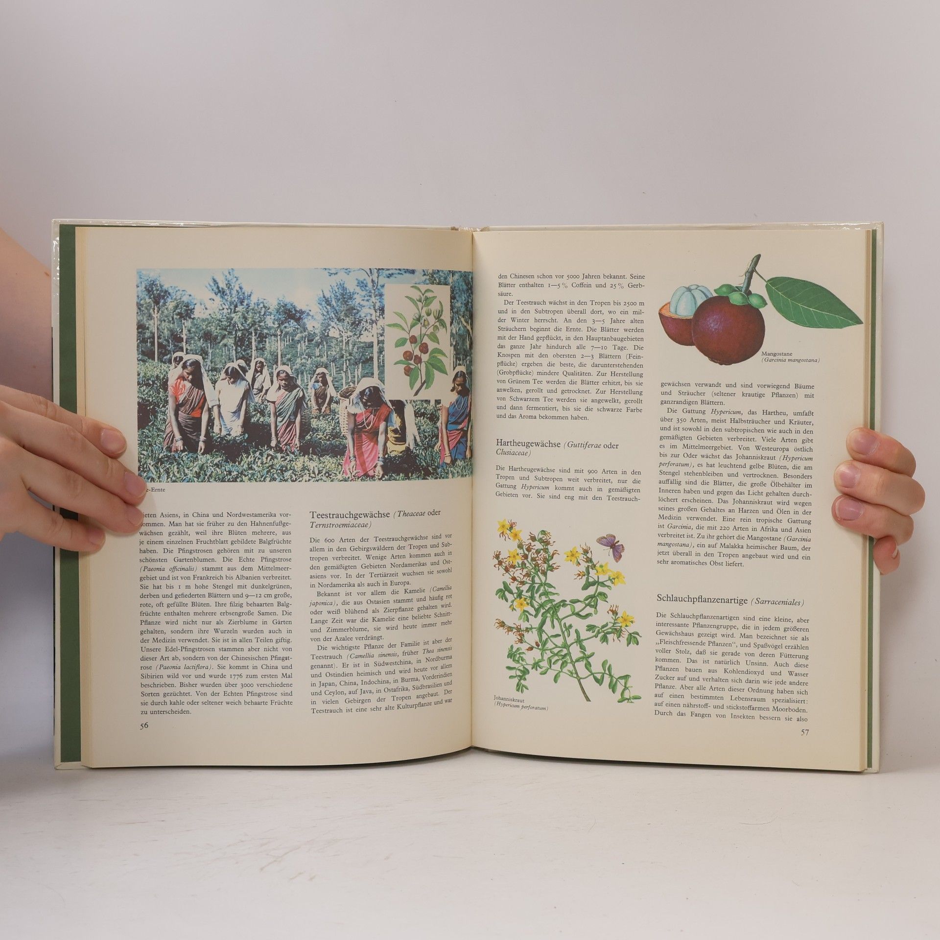Autores varios Eichen, Rosen und Kleegewächse