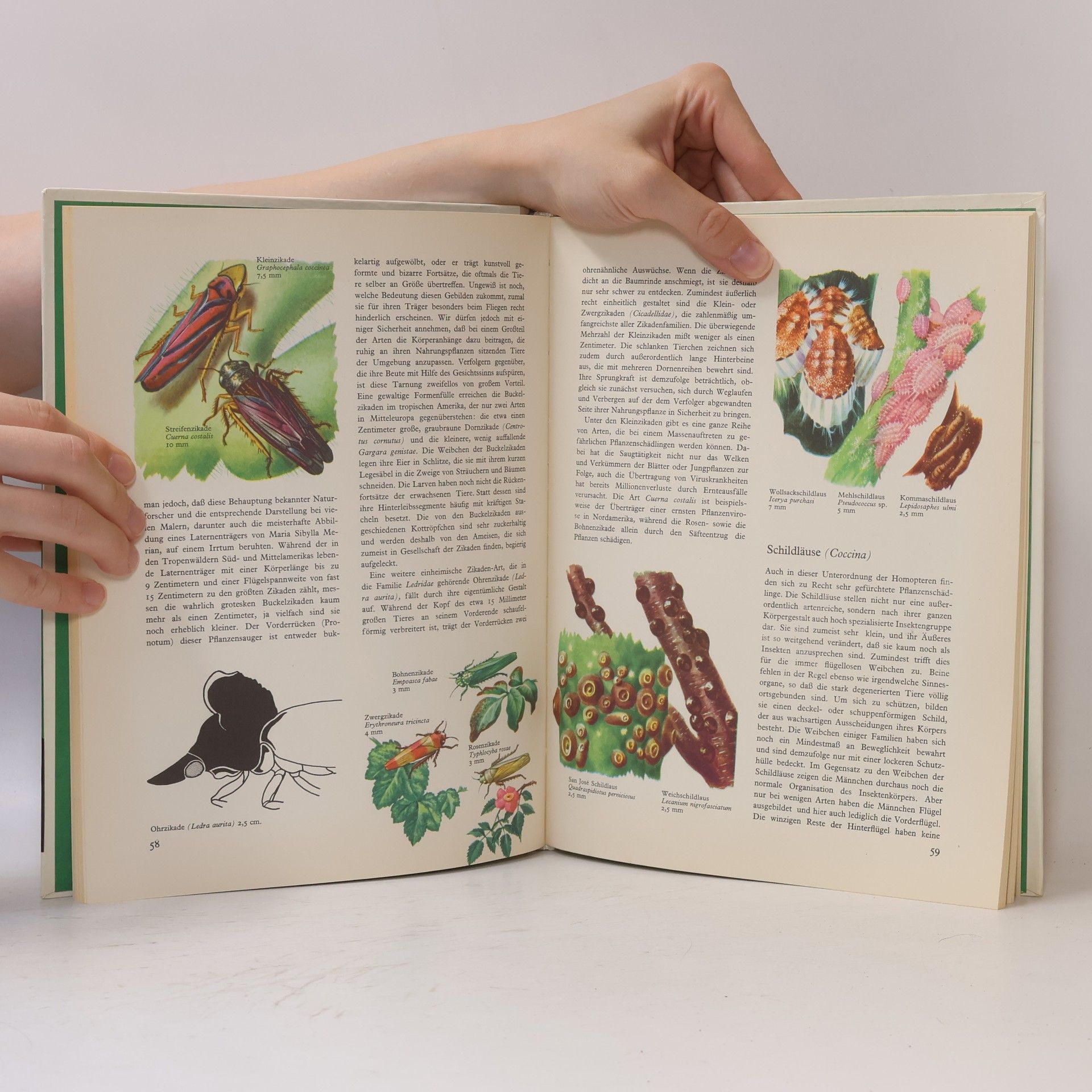 Autorenkollektiv Heuschrecken, Käfer und Wespen. Insekten.