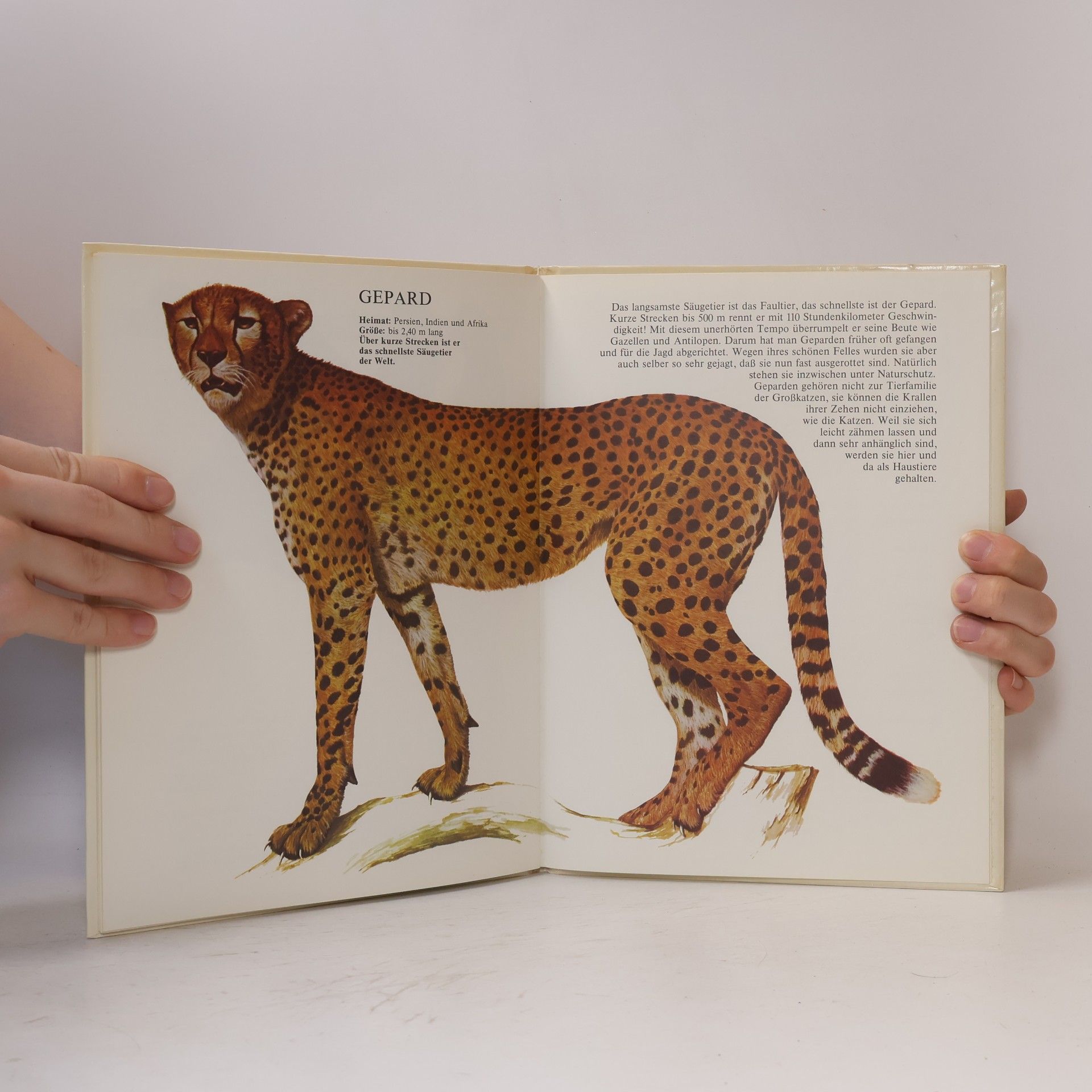 Autorenkollektiv Fantastische Tiere