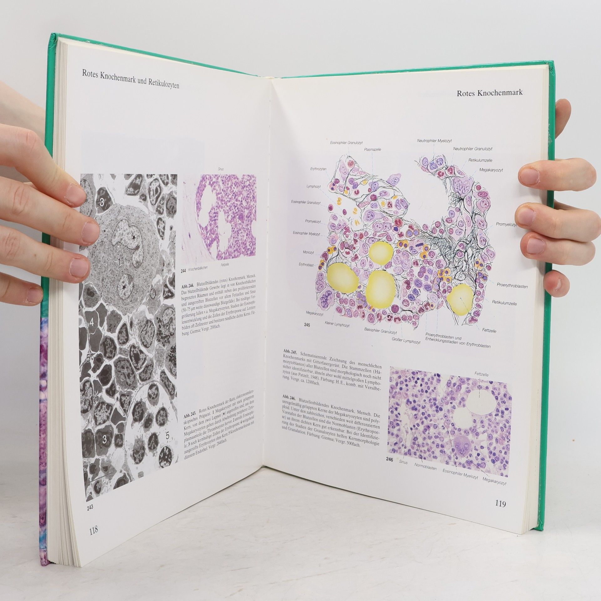 Ulrich Welsch Sobotta: Atlas Histologie