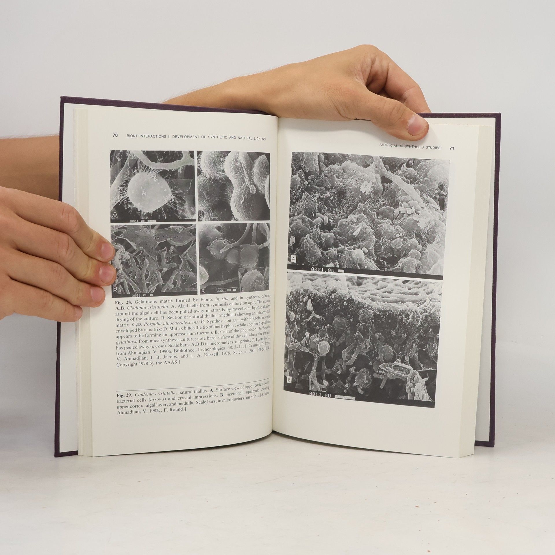 Vernon Ahmadjian The Lichen Symbiosis