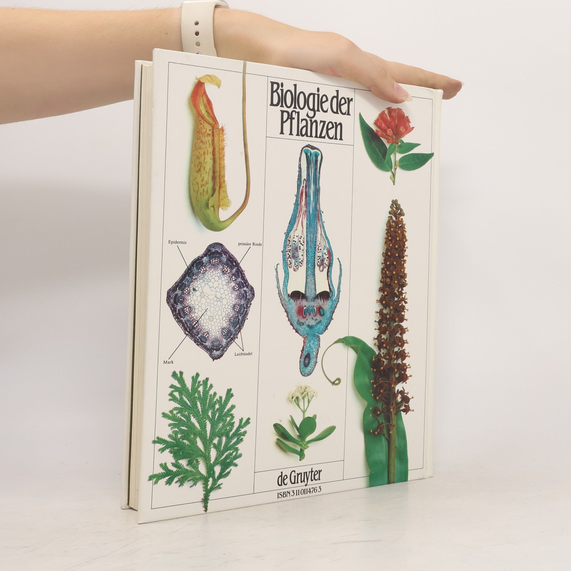 Peter H. Raven Biologie der Pflanzen