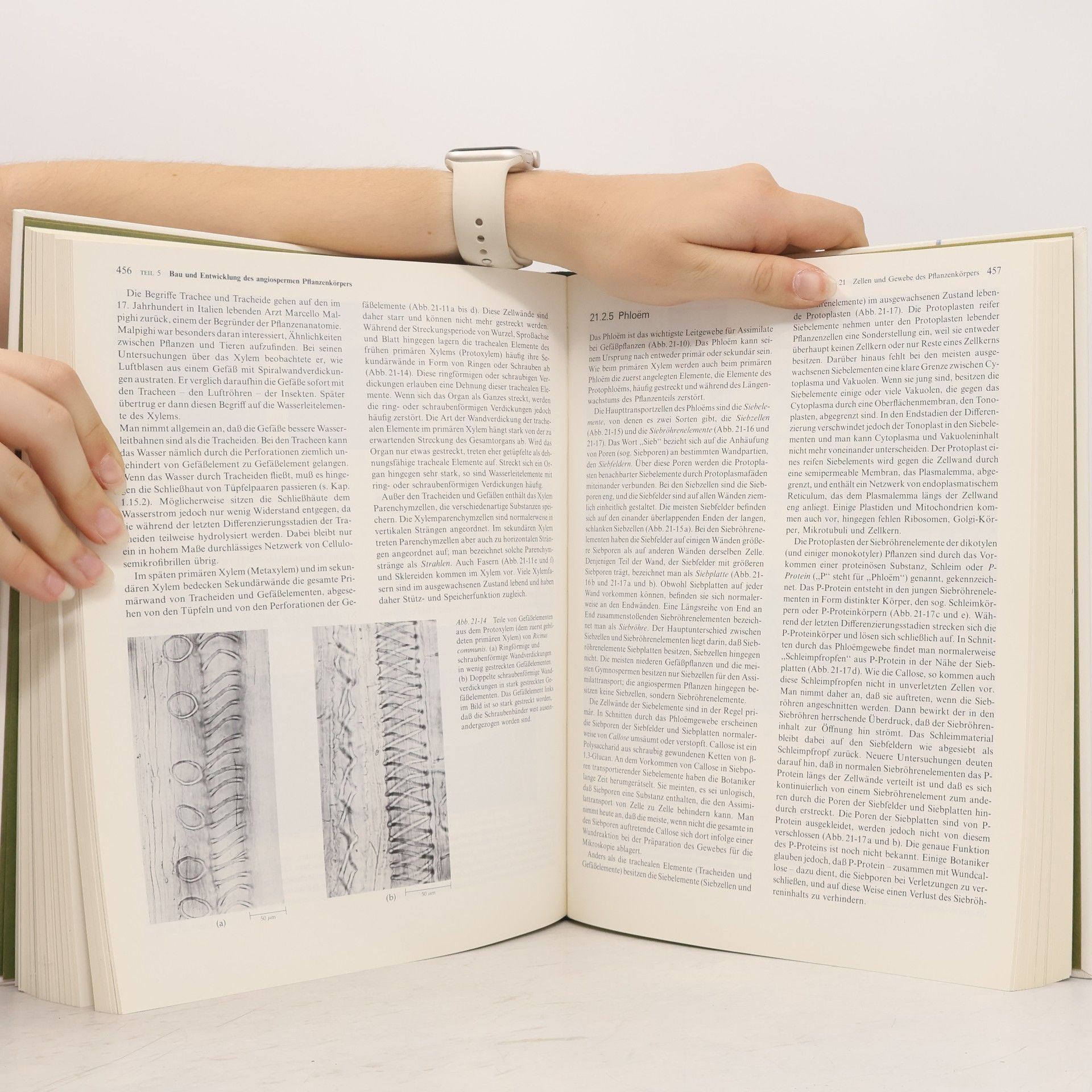 Peter H. Raven Biologie der Pflanzen