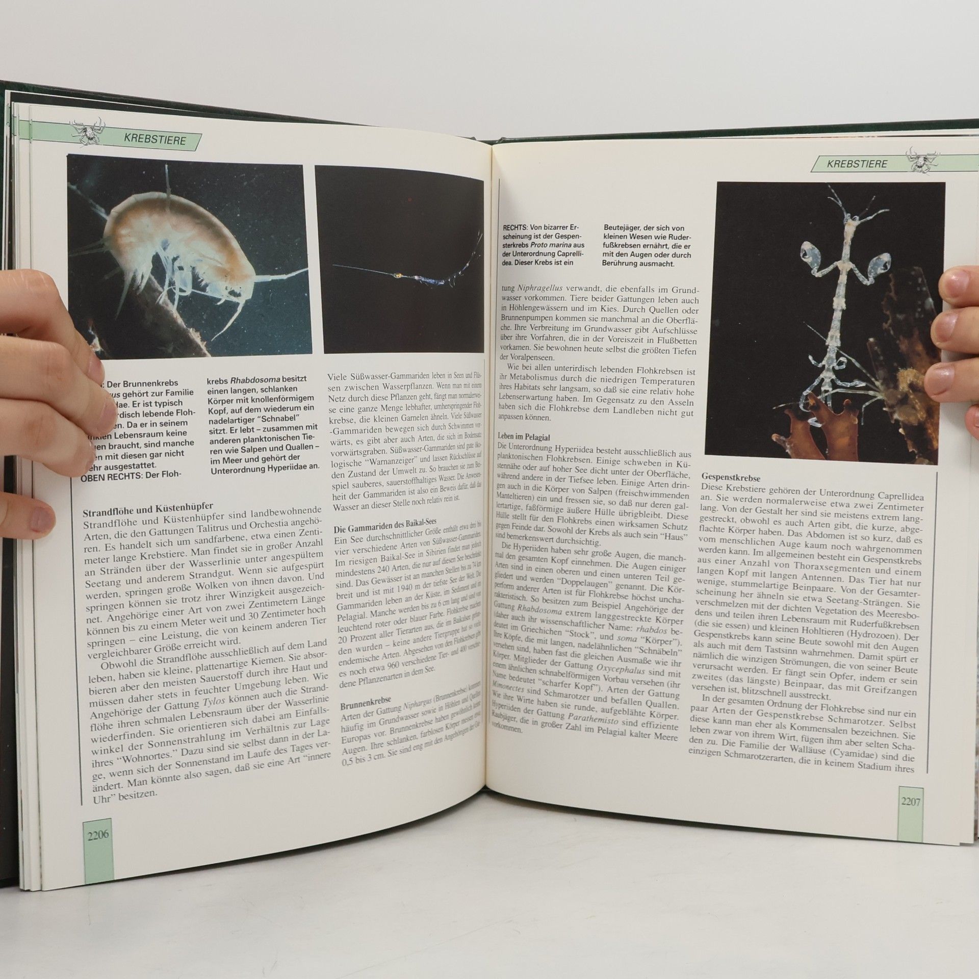 Various authors Lebendiges Tierreich Die neue Enzyklopädie in Farbe Ein Agostini Sammelwerk Band 37