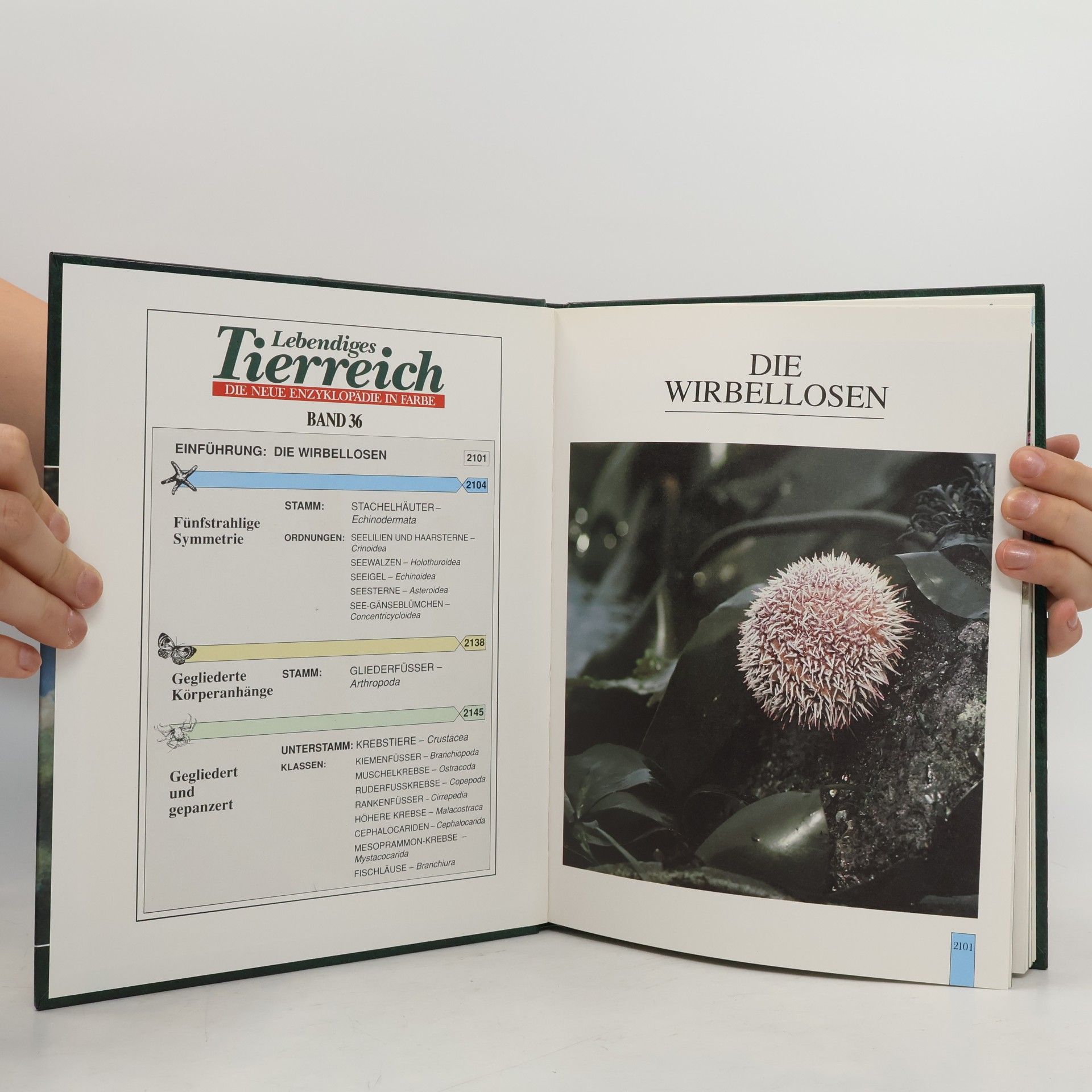 Autorenkollektiv Lebendiges Tierreich 36