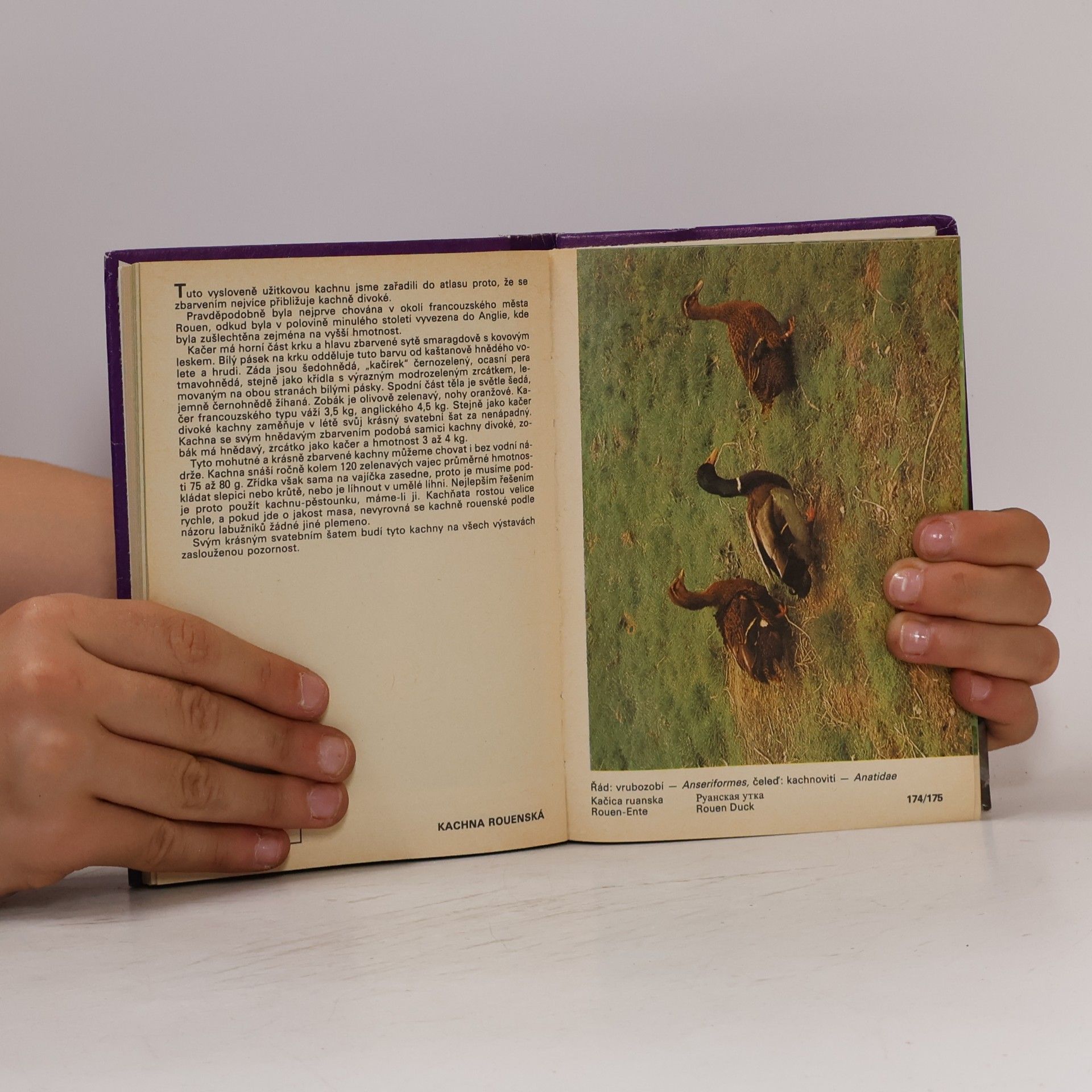 Zdeněk Veger Kapesní atlas okrasných ptáků
