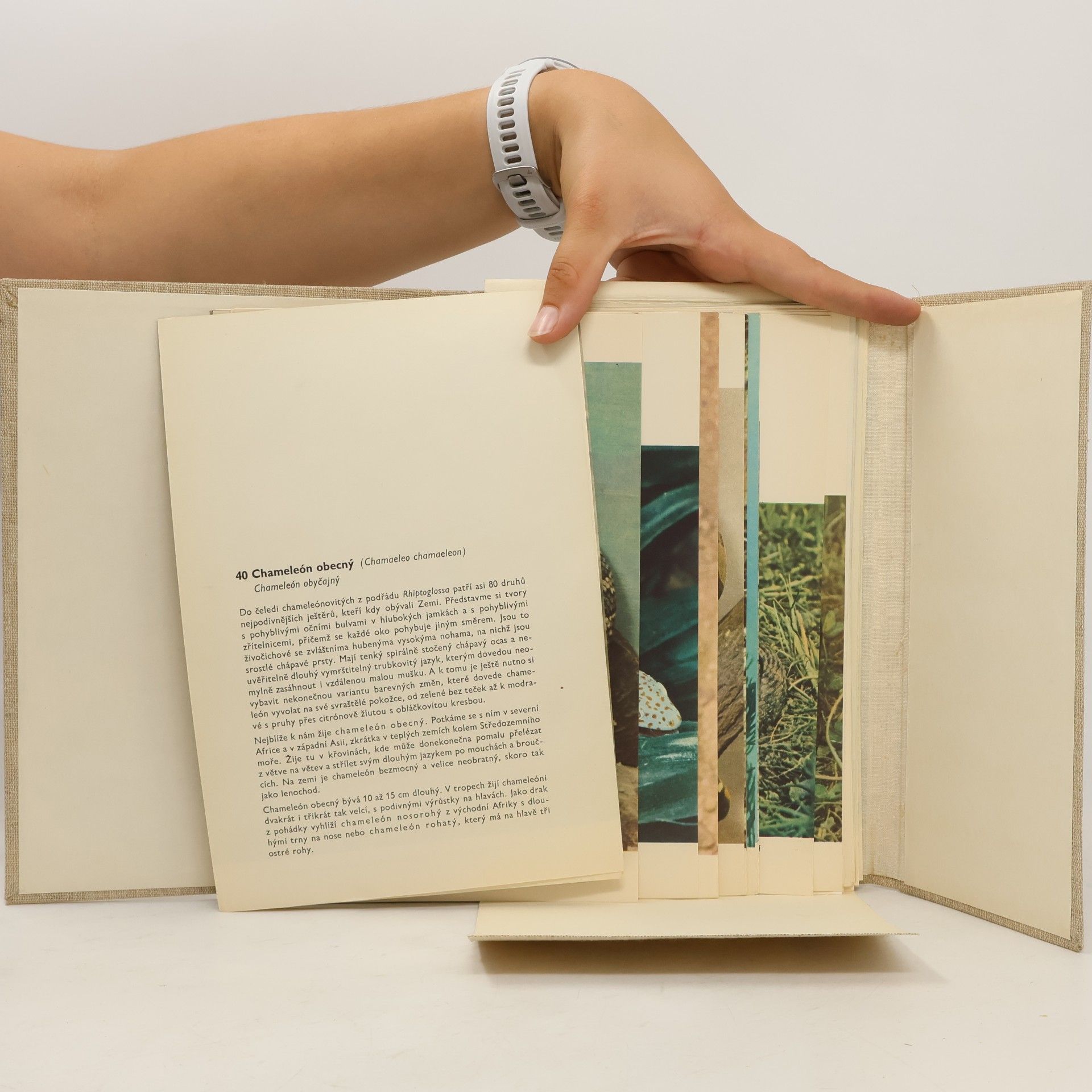 Otakar Štěpánek Atlas obratlovců 2. Obojživelníci a plazi