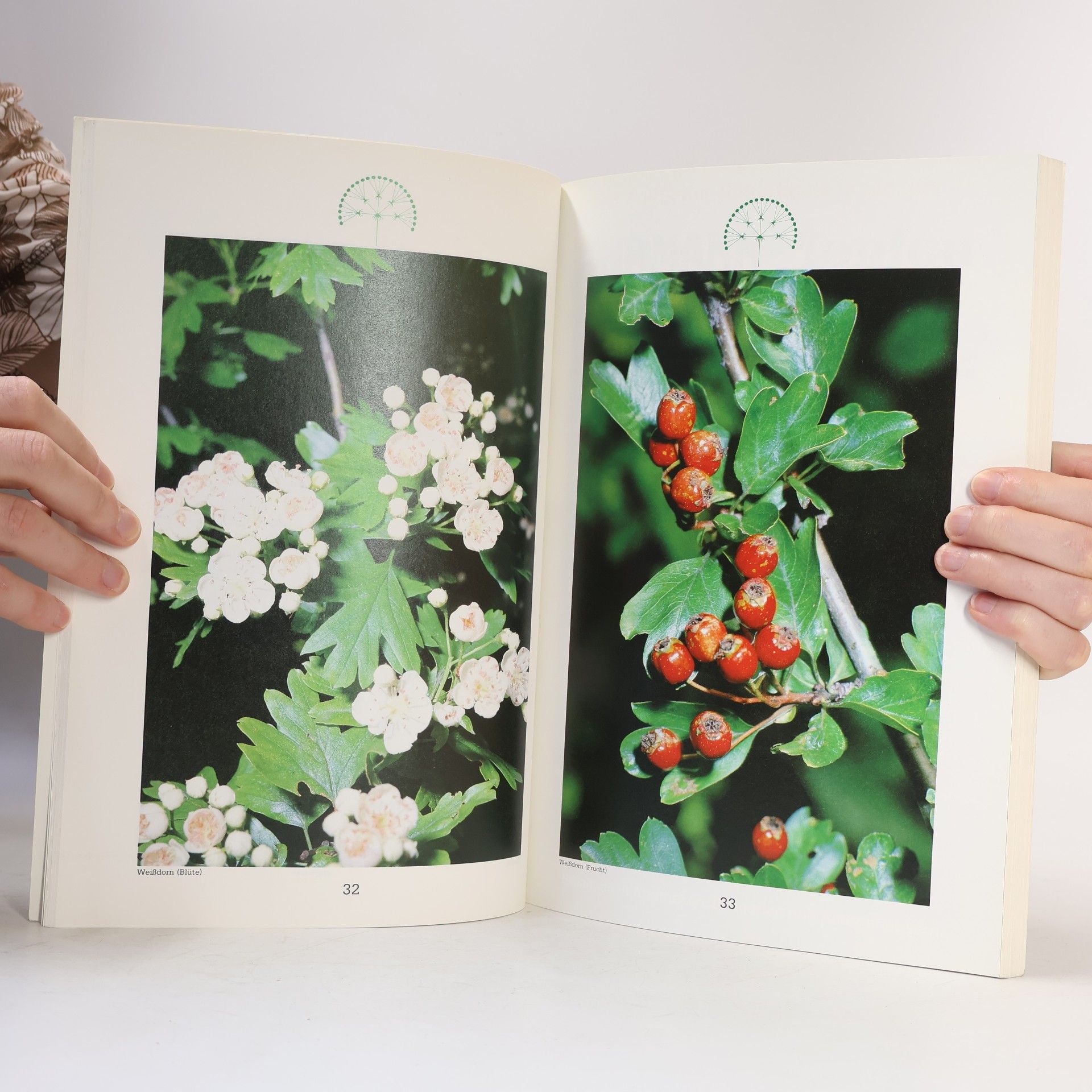 Otto Maertens Mein Heilkräuterbuch