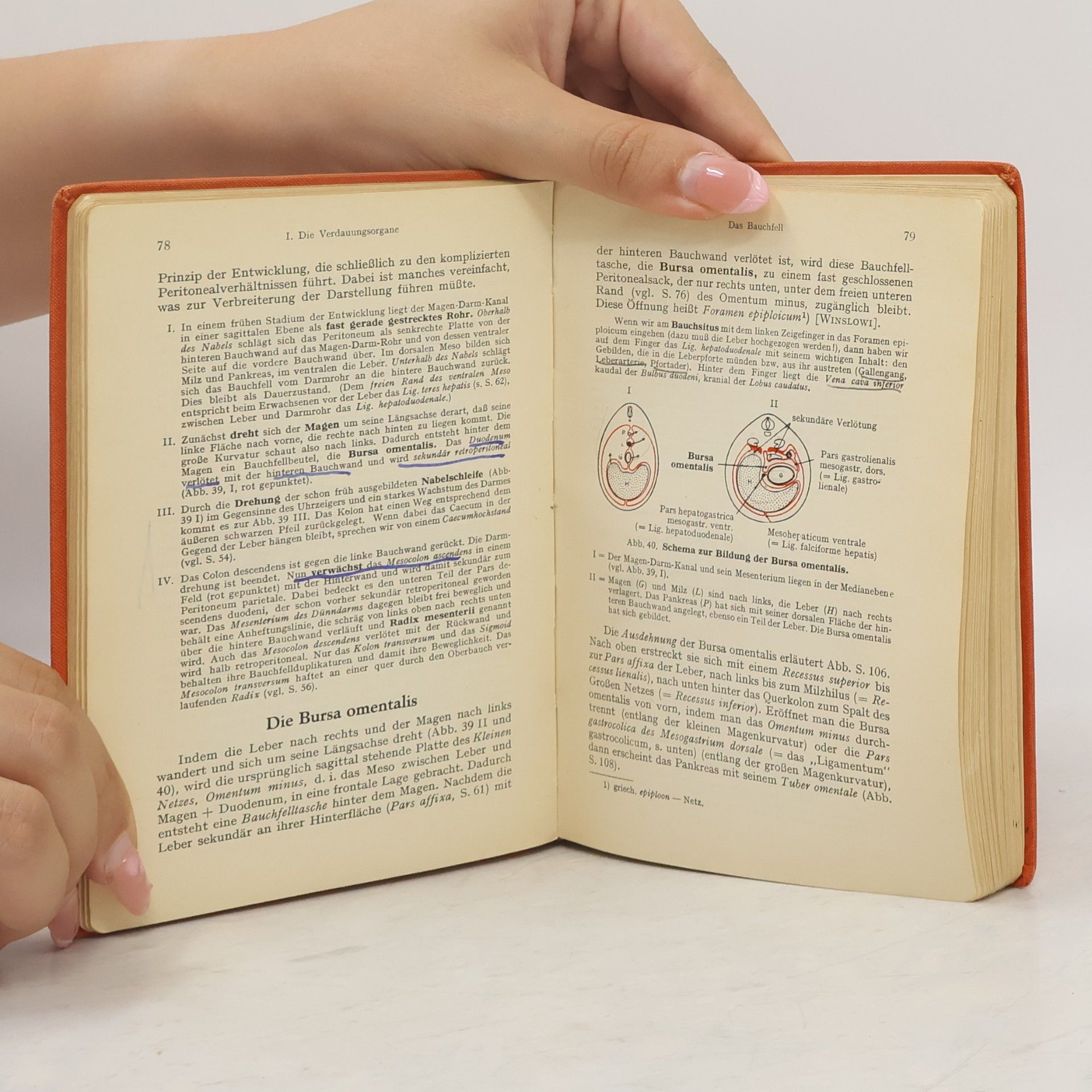 Hermann Voss Taschenbuch der Anatomie