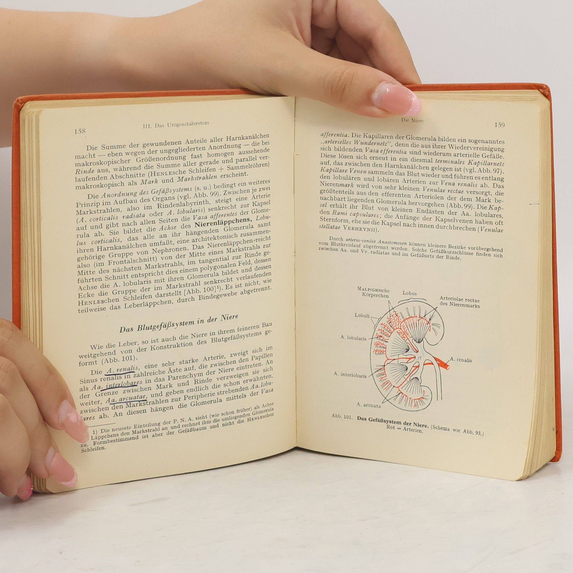 Hermann Voss Taschenbuch der Anatomie