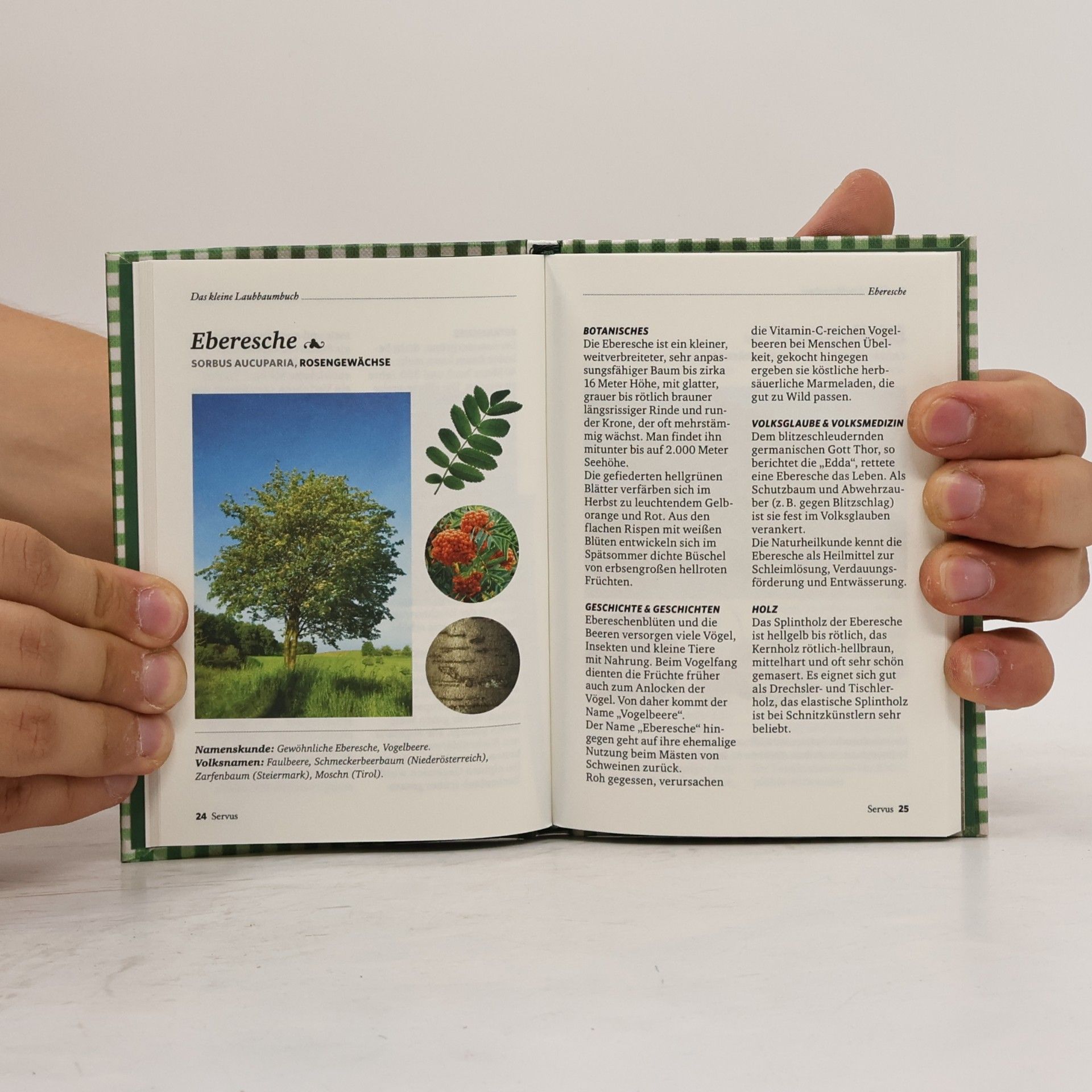 Julia Kospach Das kleine Laubbaumbuch