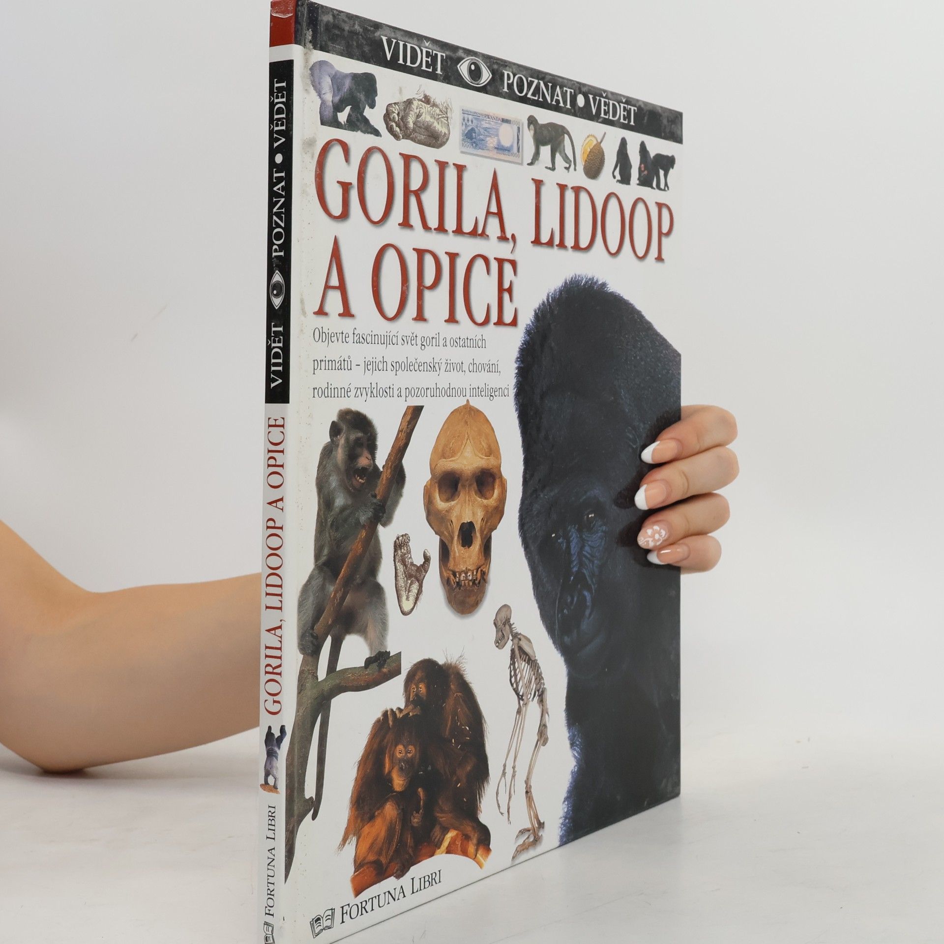 Gorila, lidoop a opice