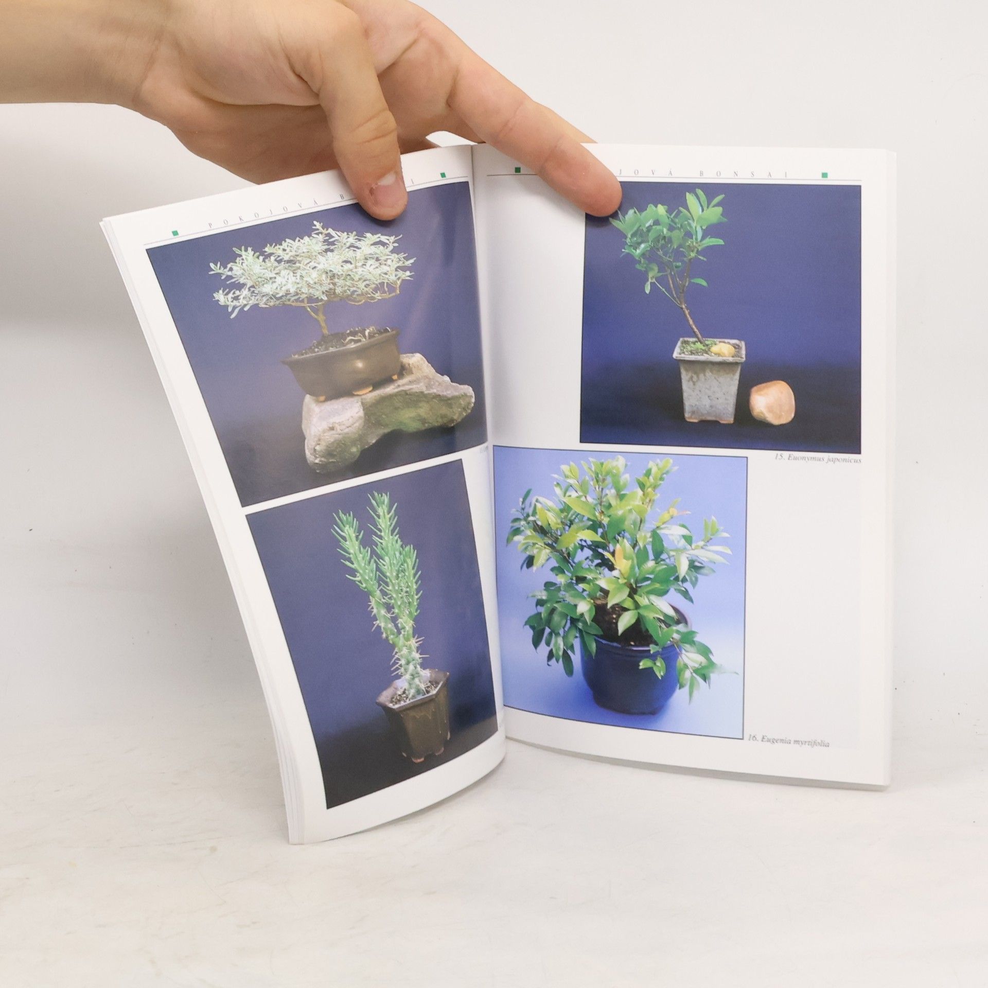 Jindřich Votýpka Pokojová bonsai