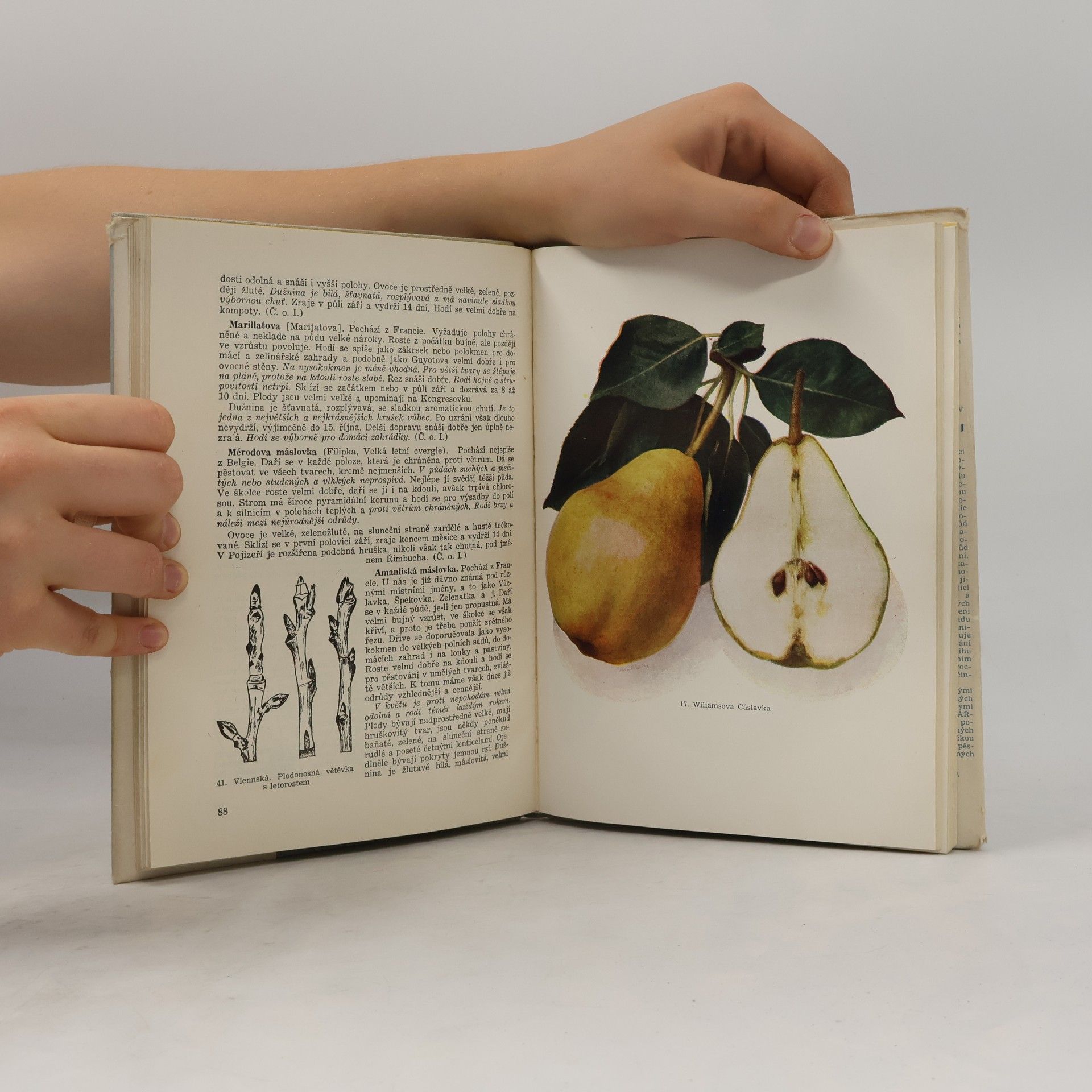 Otto Boček Pomologie