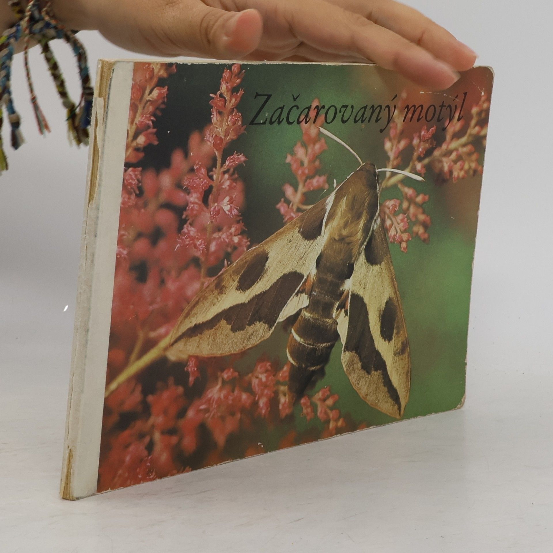 Klaus-Jürgen Hofer Začarovaný motýl