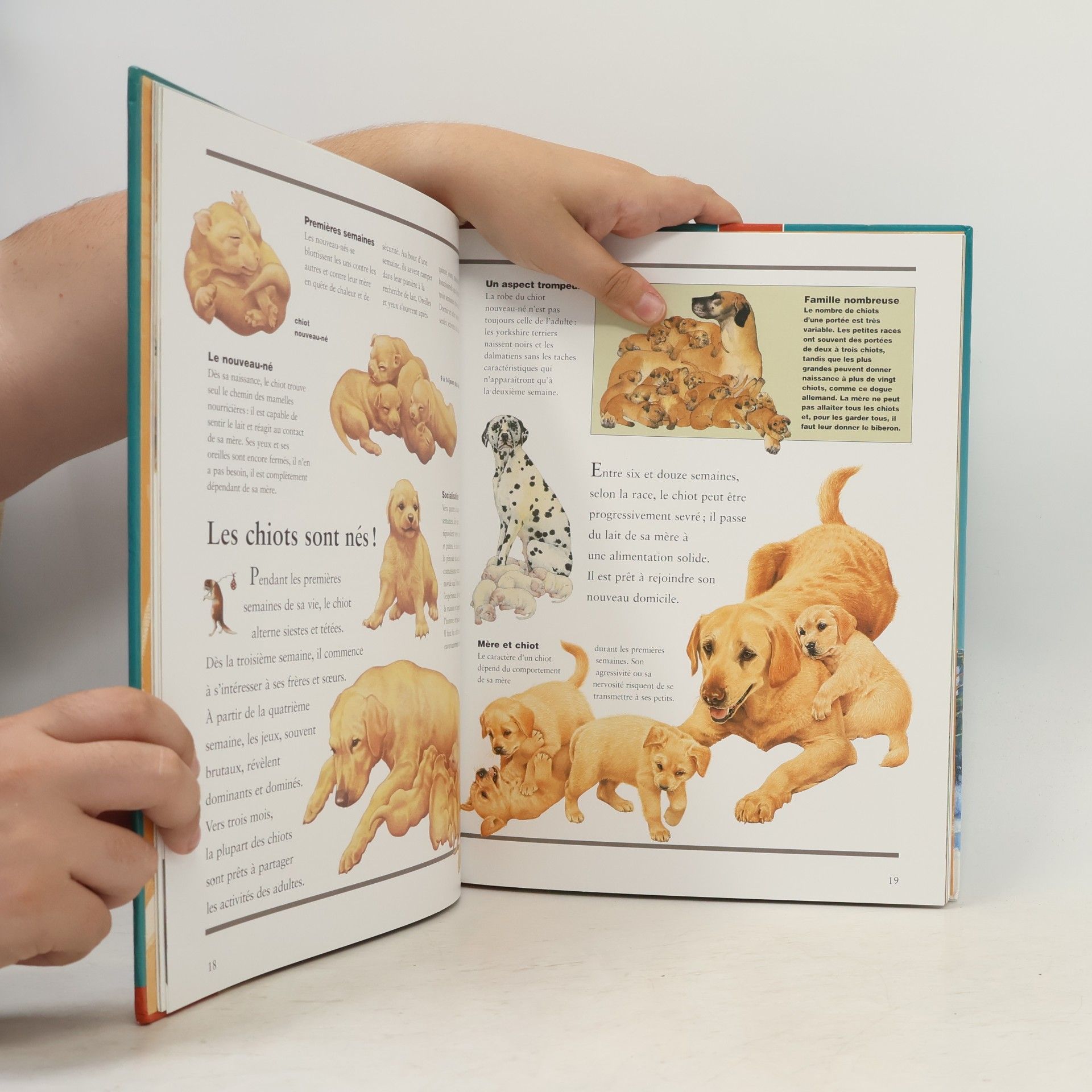 Amanda O´Neill Les Chiens