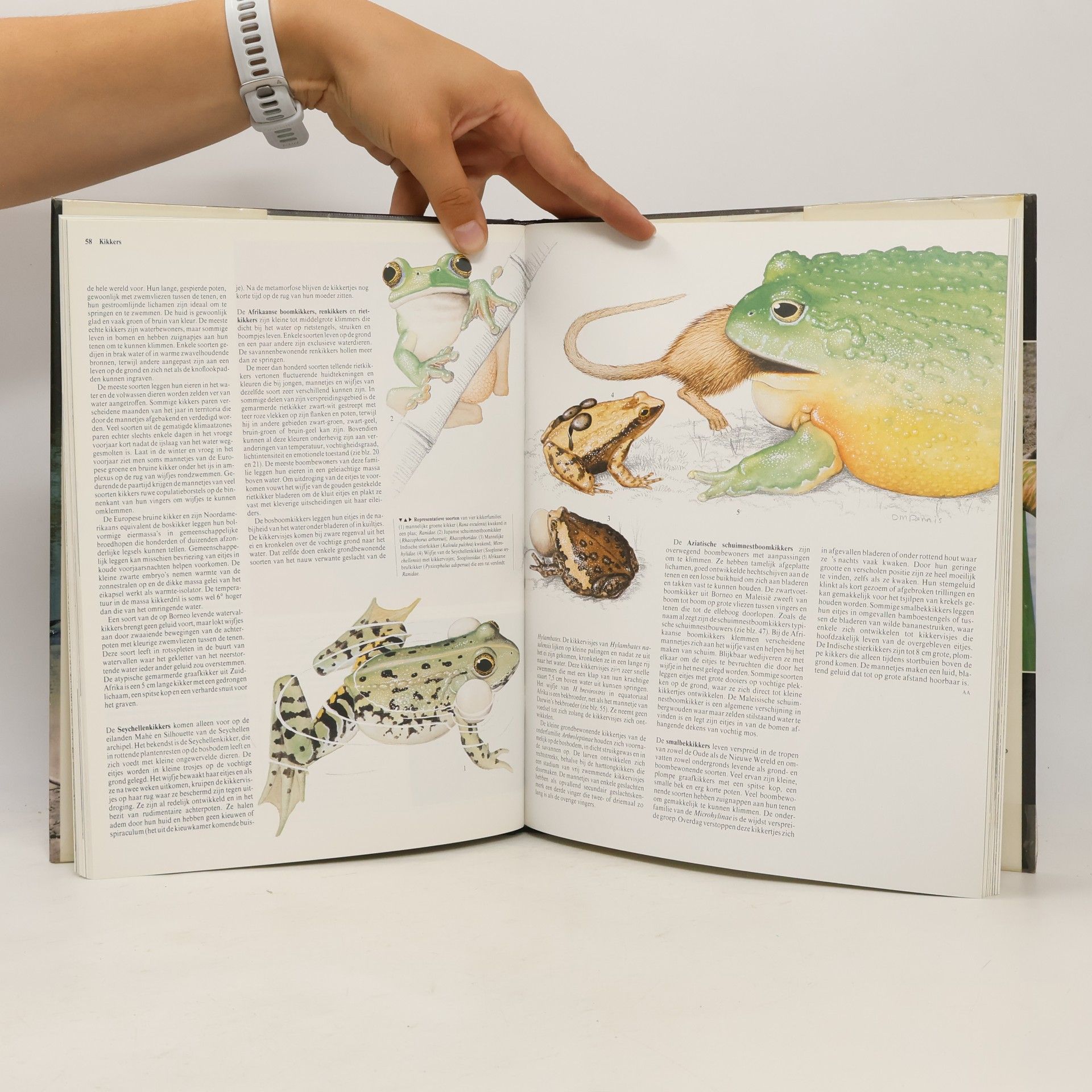 Autorenkollektiv Dieren van de hele Wereld: Reptielen 8