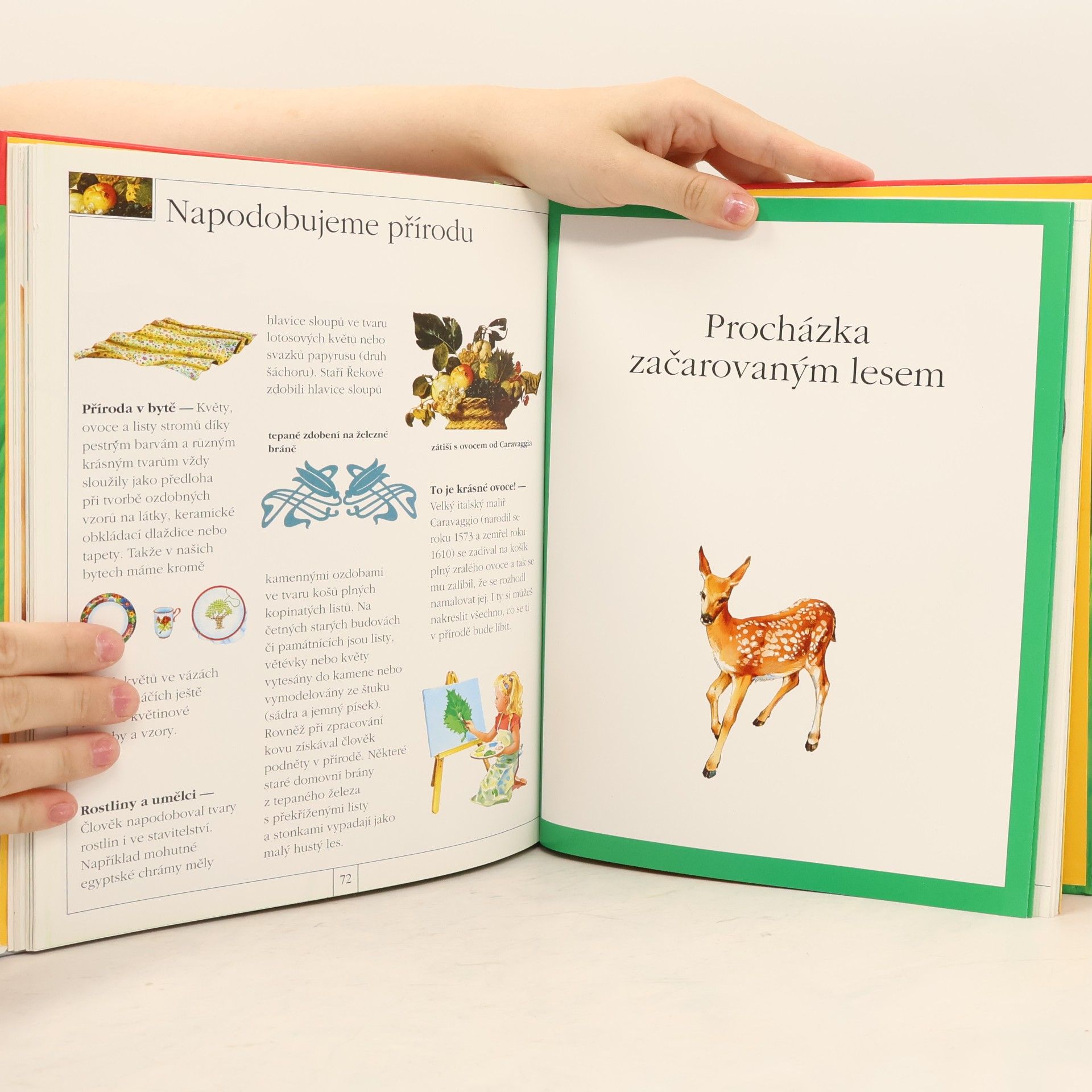 Collectif d'auteurs Rastlinky zeleň na zemi