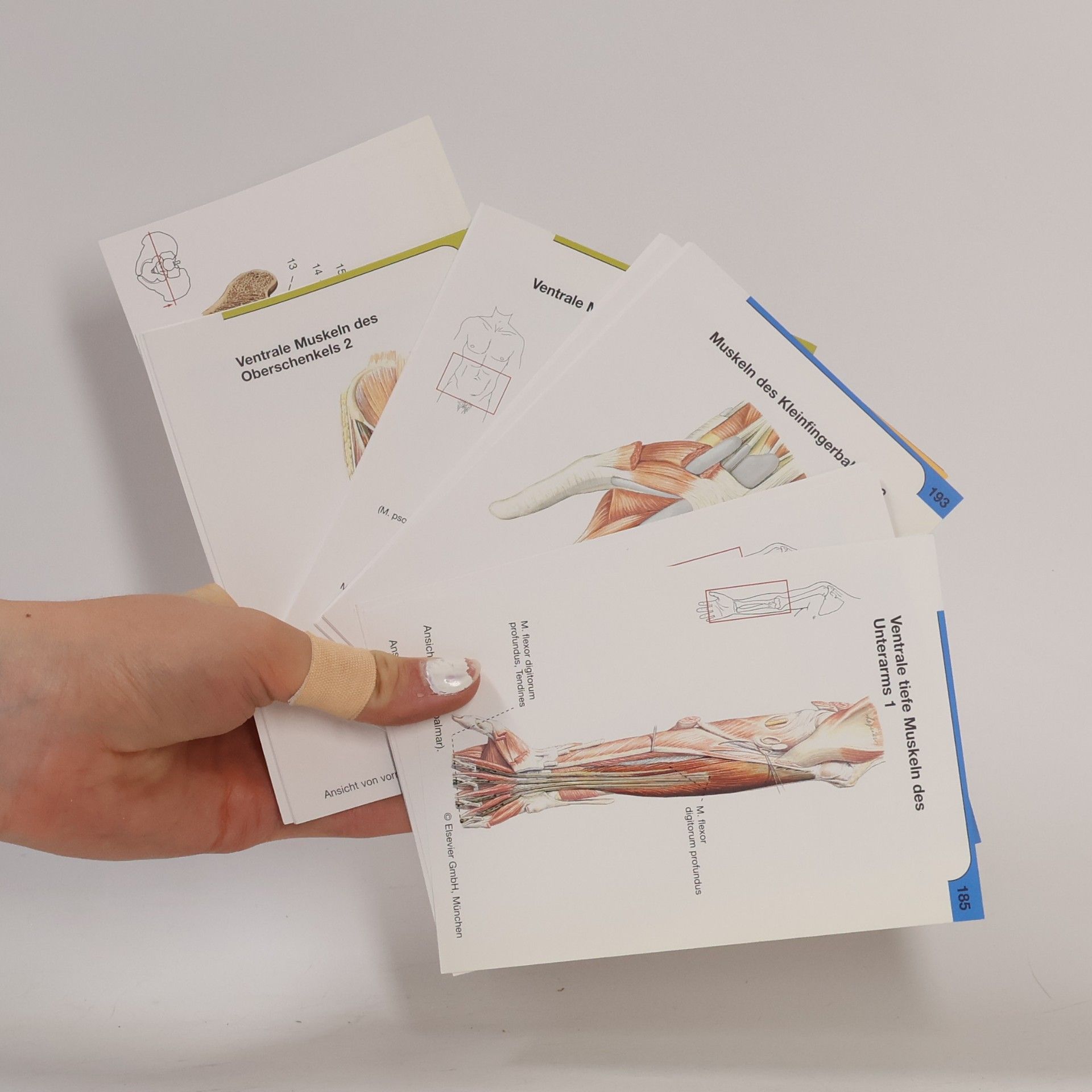 Kolektiv autorů Sobotta Spielend durch die Anatomie