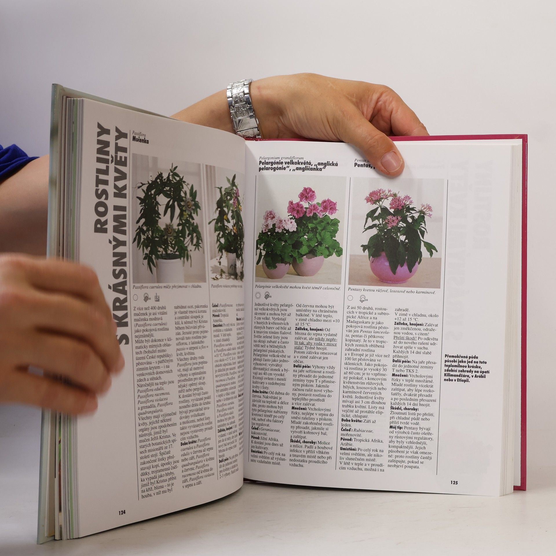 Halina Heitz Pokojové rostliny