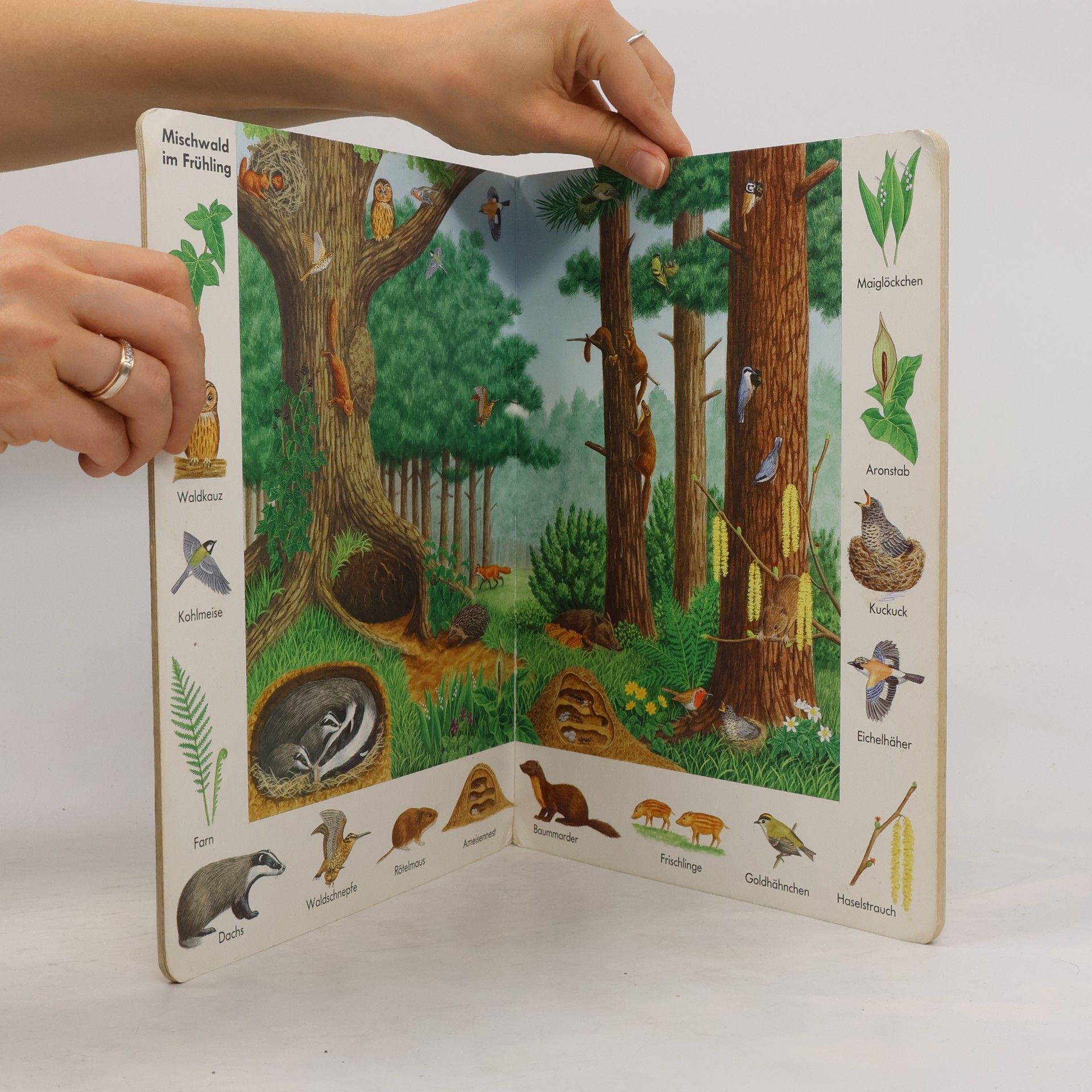 Gisela Fischer-Lingat Unsere Natur
