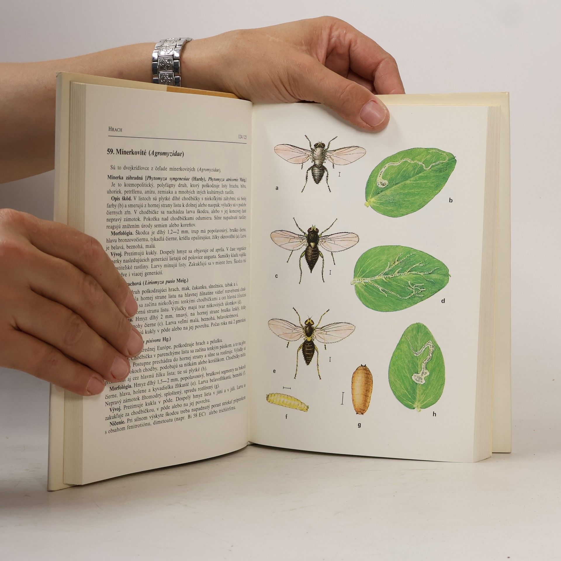 A. Studziňski Atlas chorôb a škodcov zeleniny