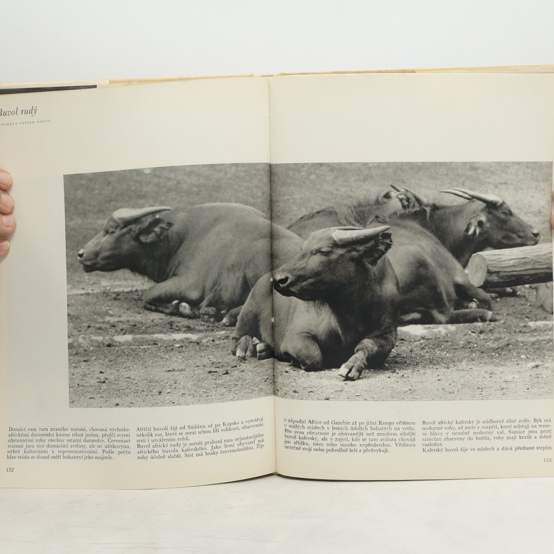 Seget Josef EURO ZOO - Evropská ZOO a jejich vzácní a zajímaví obyvatelé