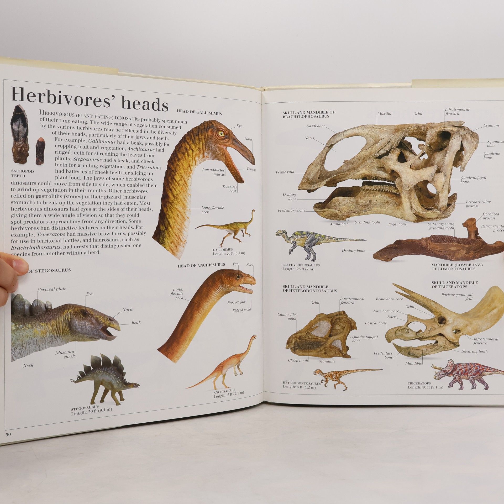 David Lambert Eyewitness Visual Dictionaries: The Visual Dictionary of Dinosaurs