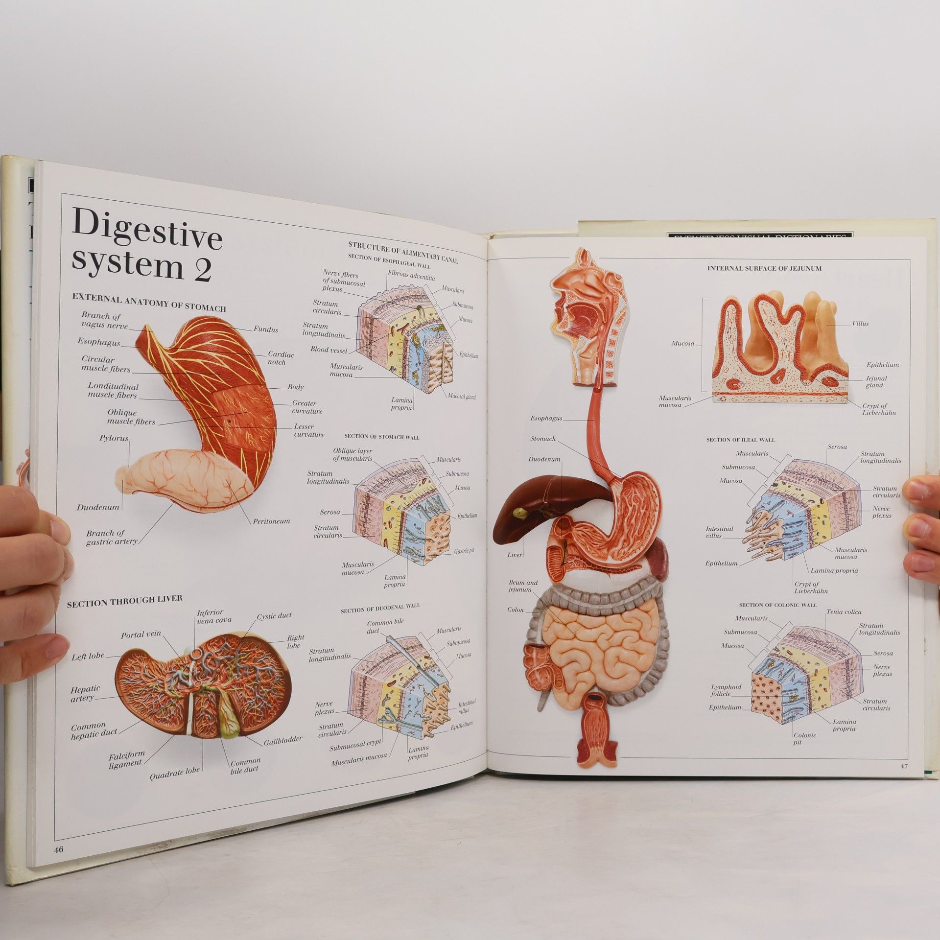 Collectif d'auteurs The visual dictionary of the human body Human body