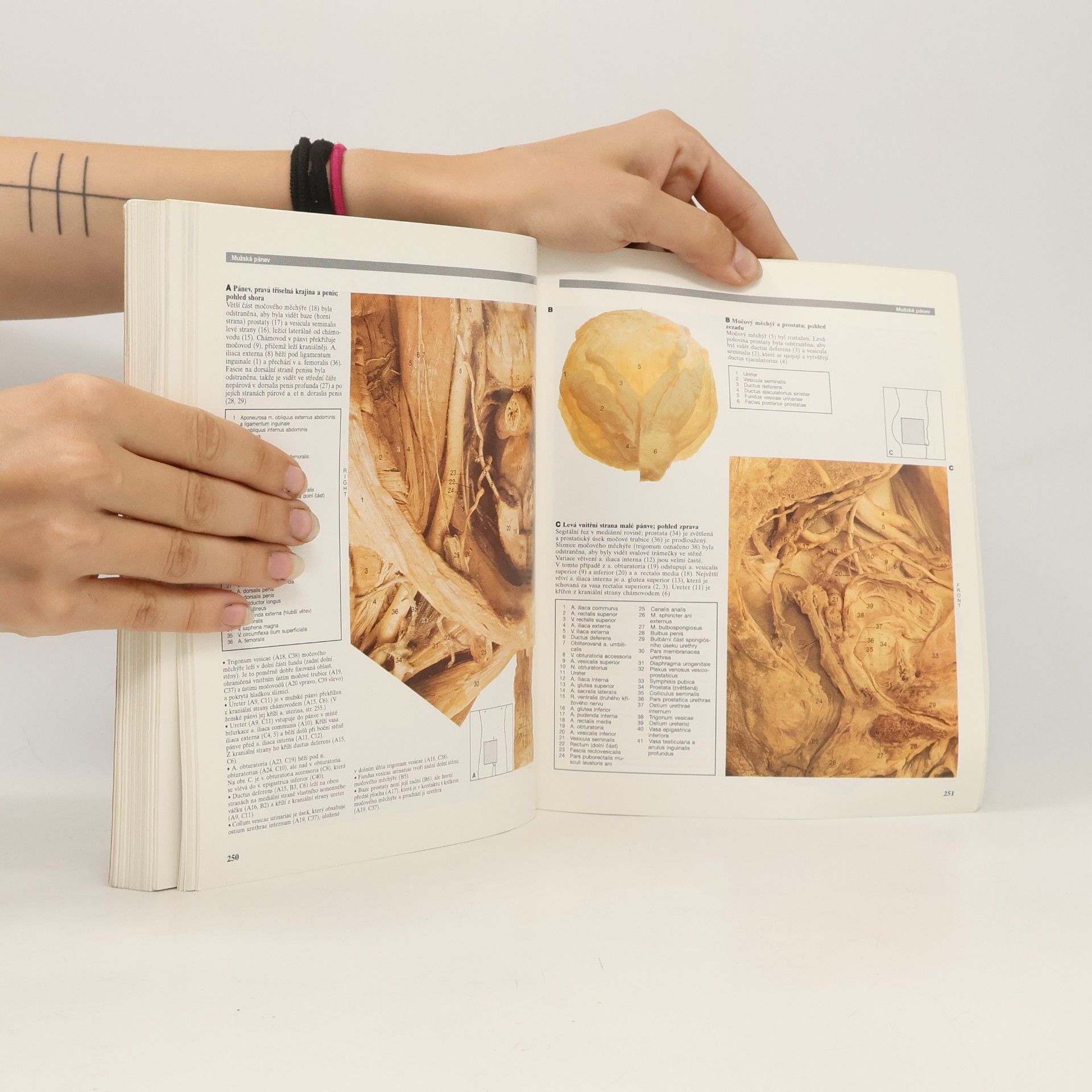 R. M. H. Robert Matthew Hay McMinn Barevný atlas anatomie člověka