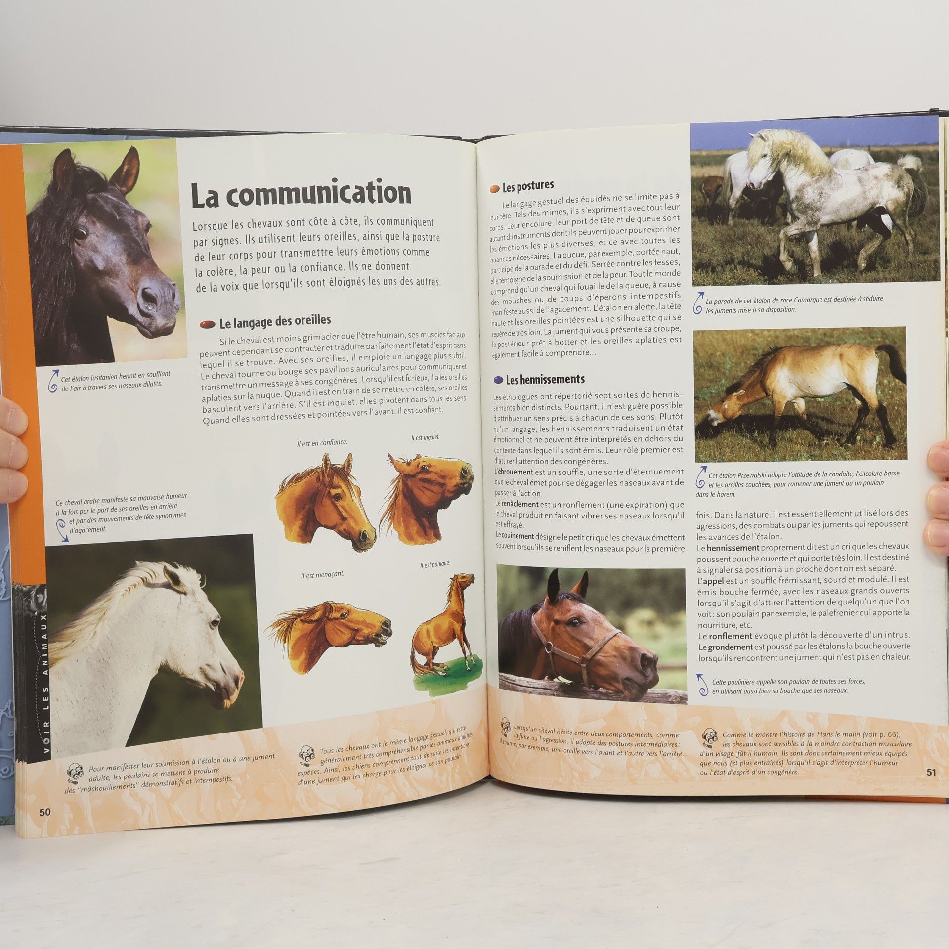 Frédéric Chéhu Voir les animaux - 5: Poneys et chevaux