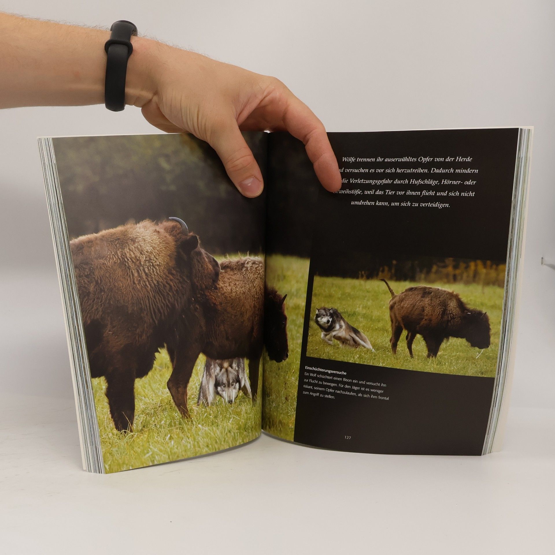 Various authors Der Wolf: Mythos und Wahrheit