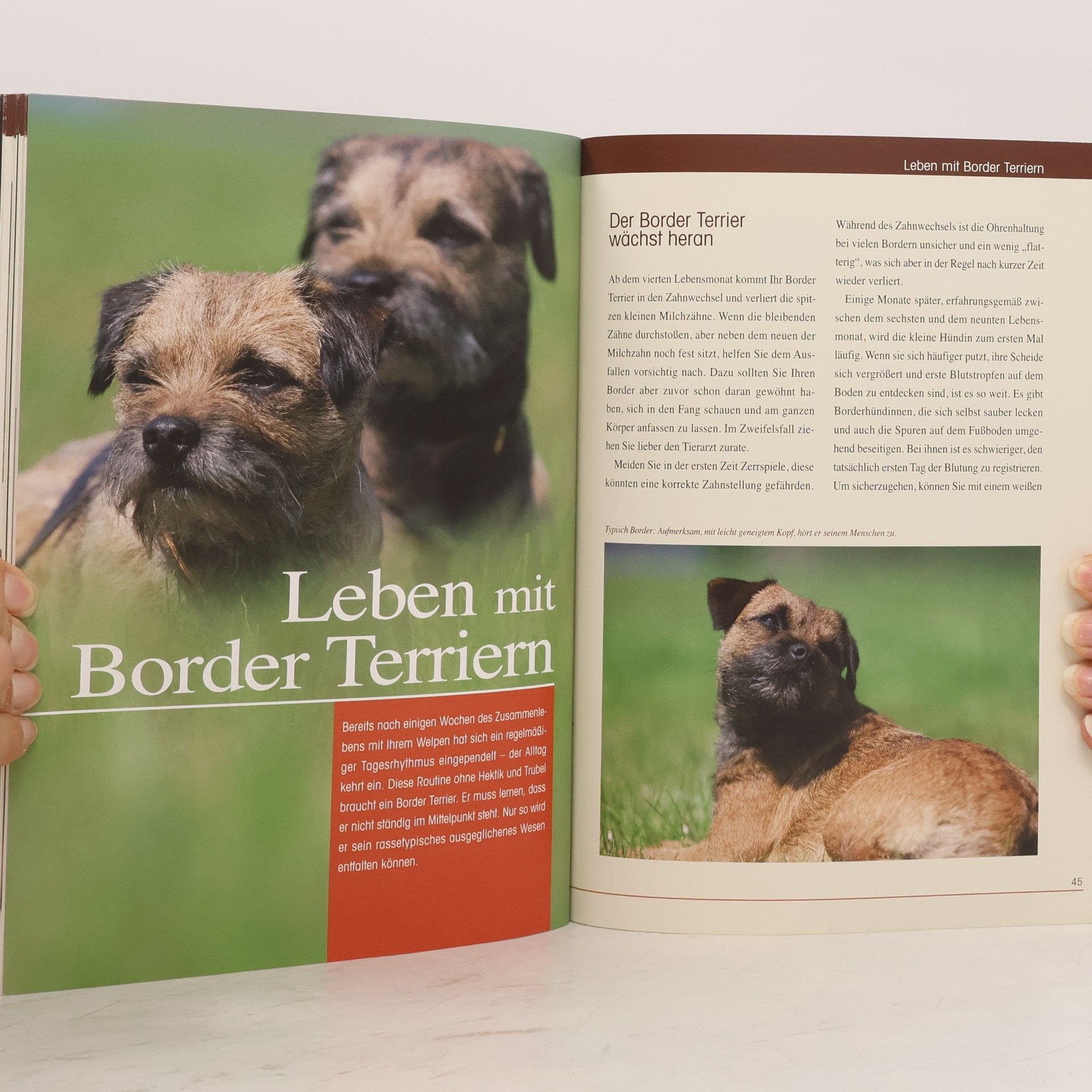 Ulrike Ellis Border-Terrier