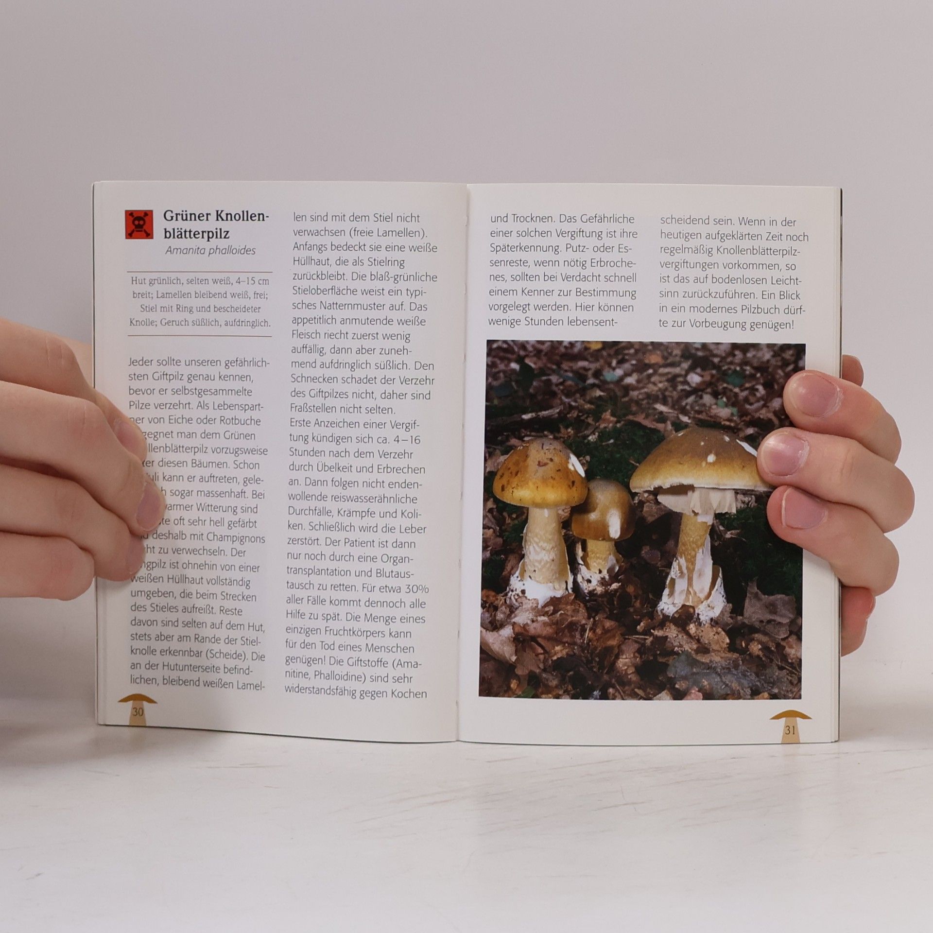 Ewald Gerhardt Steinpilz, Pfifferling und Champignon