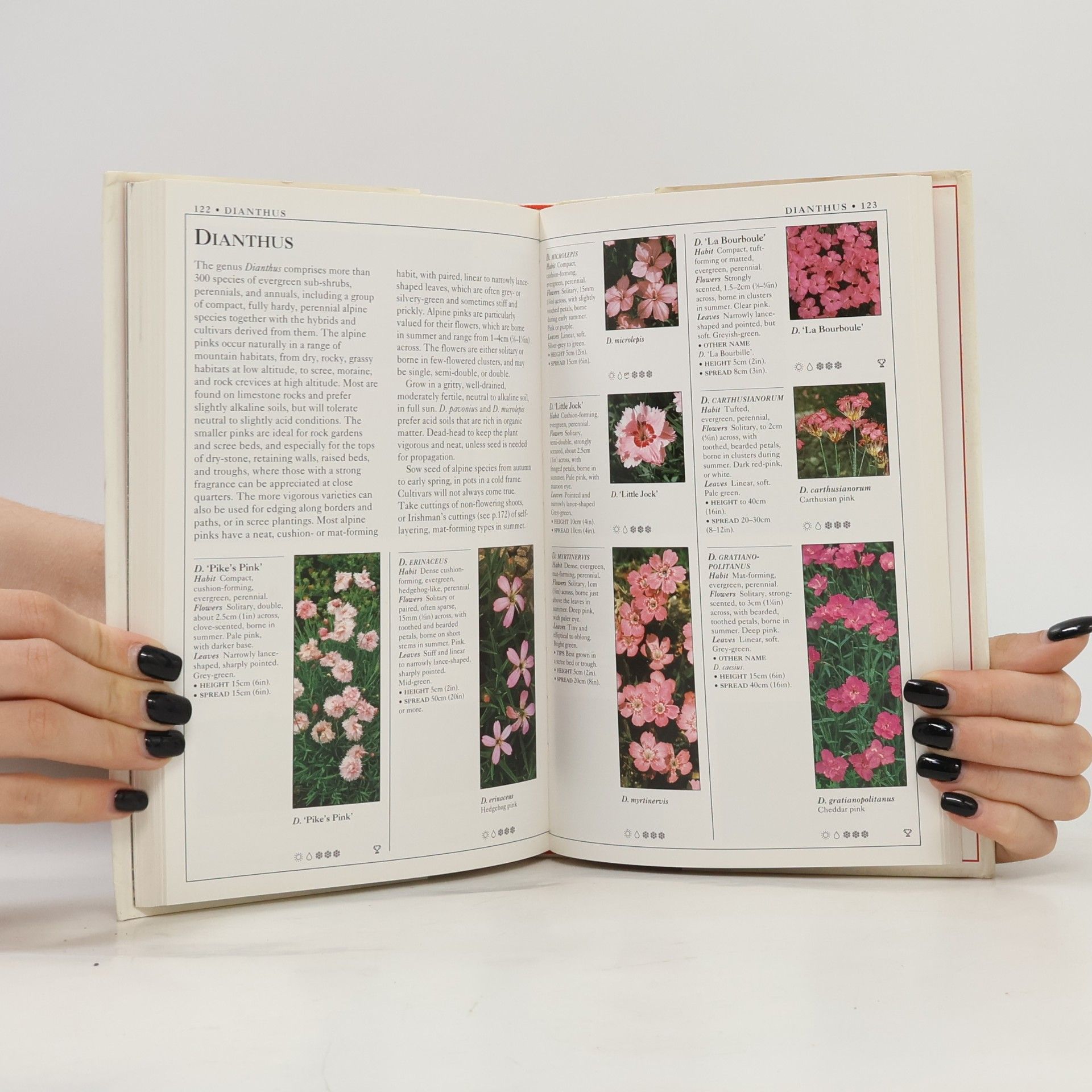 Linden Hawthorne The Royal Horticultural Society Plant Guides: Rock Plants