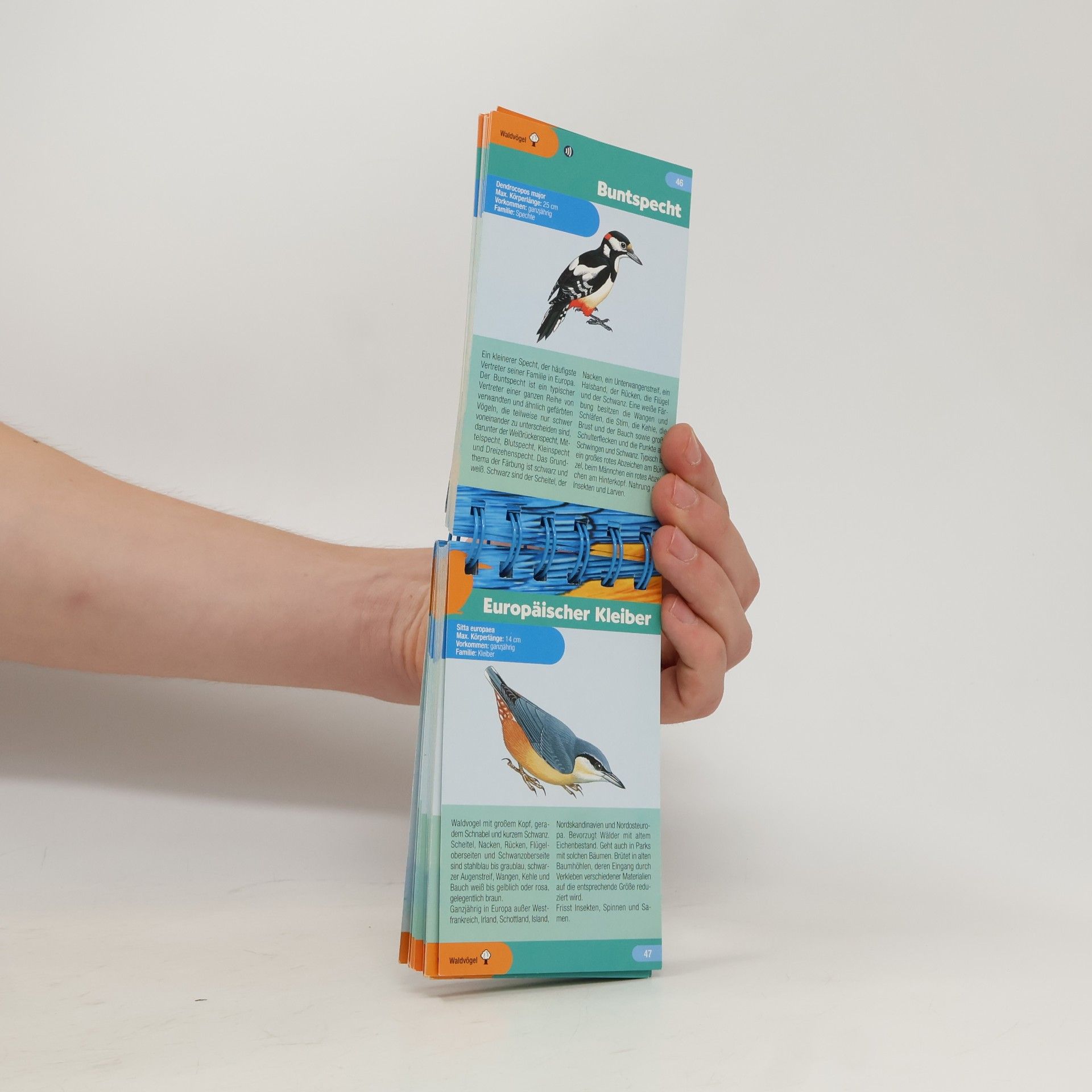 Autorenkollektiv Vögel entdecken und bestimmen