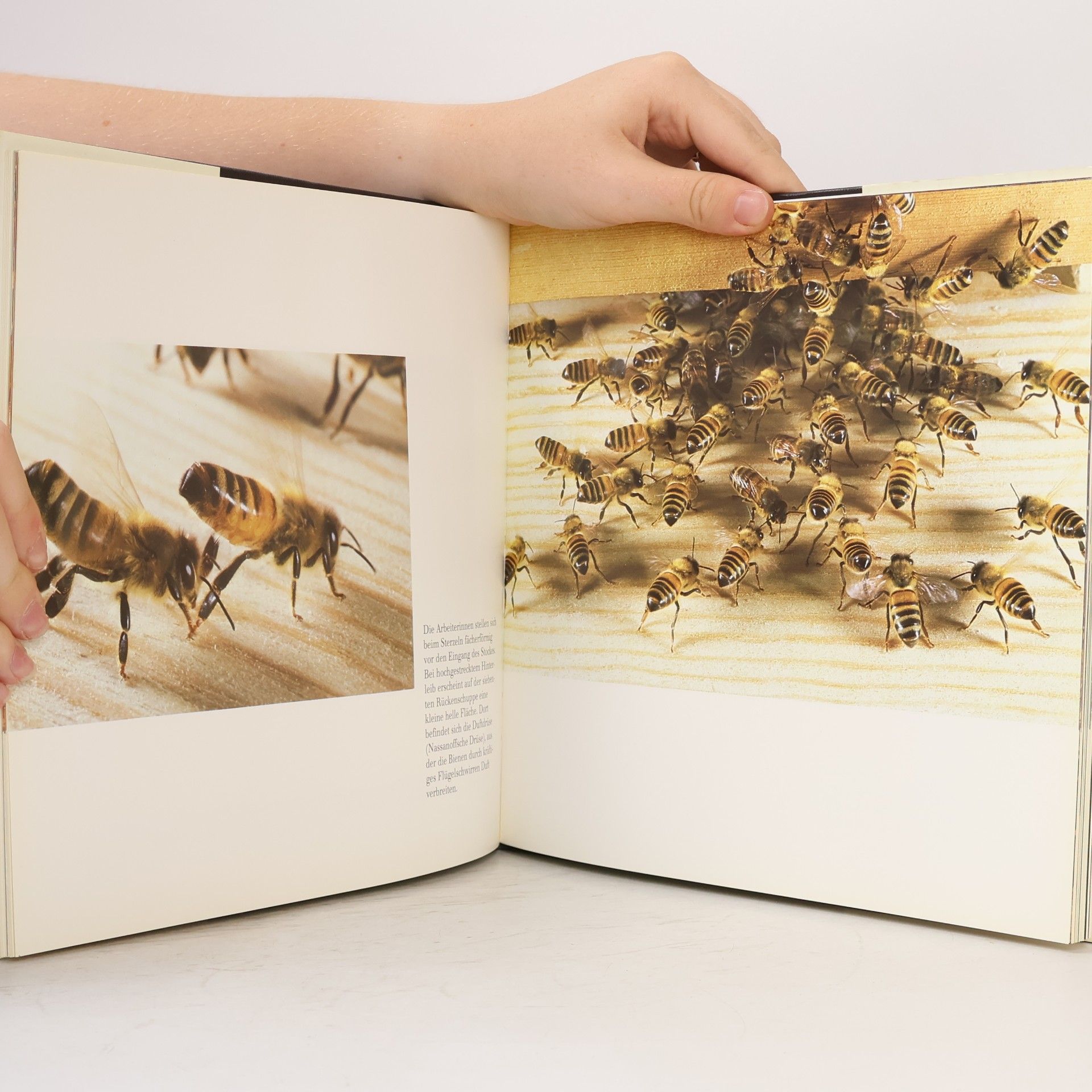 Jacques Six Im Reich der Bienen