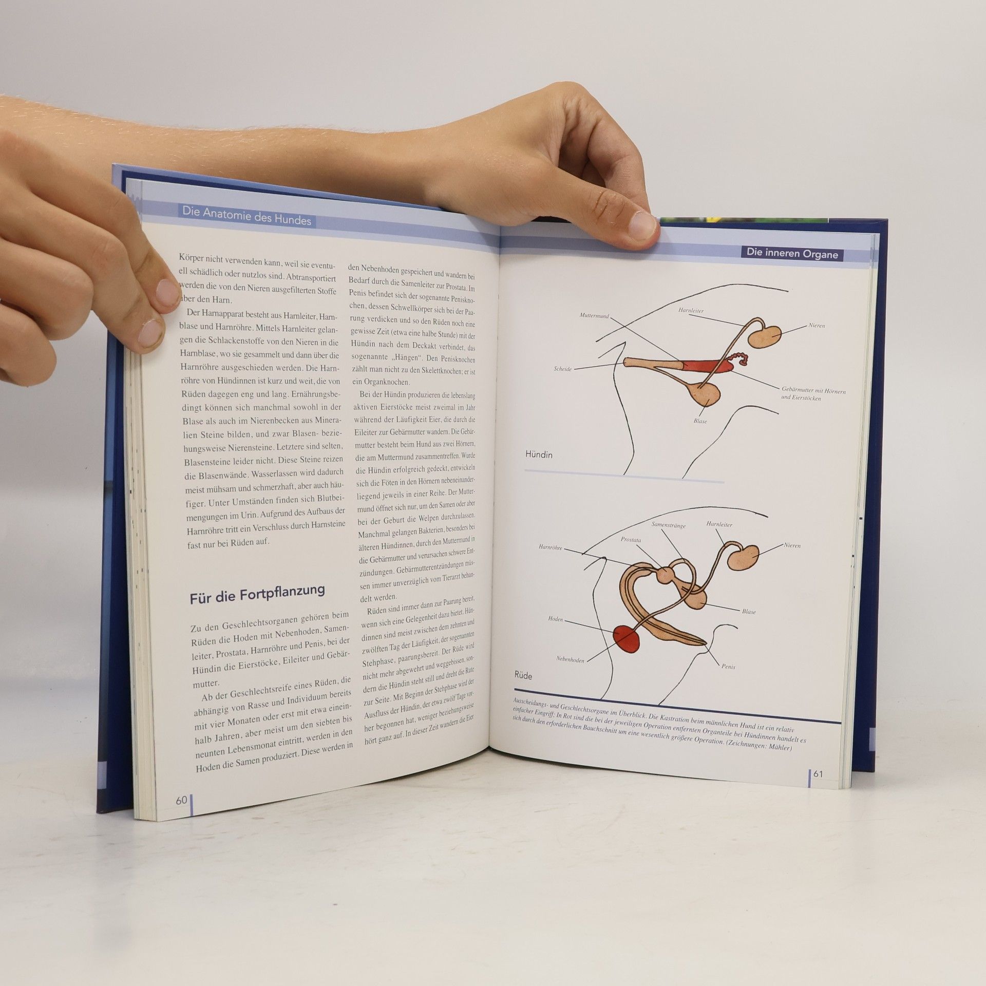 Kerstin Mielke Die Anatomie des Hundes