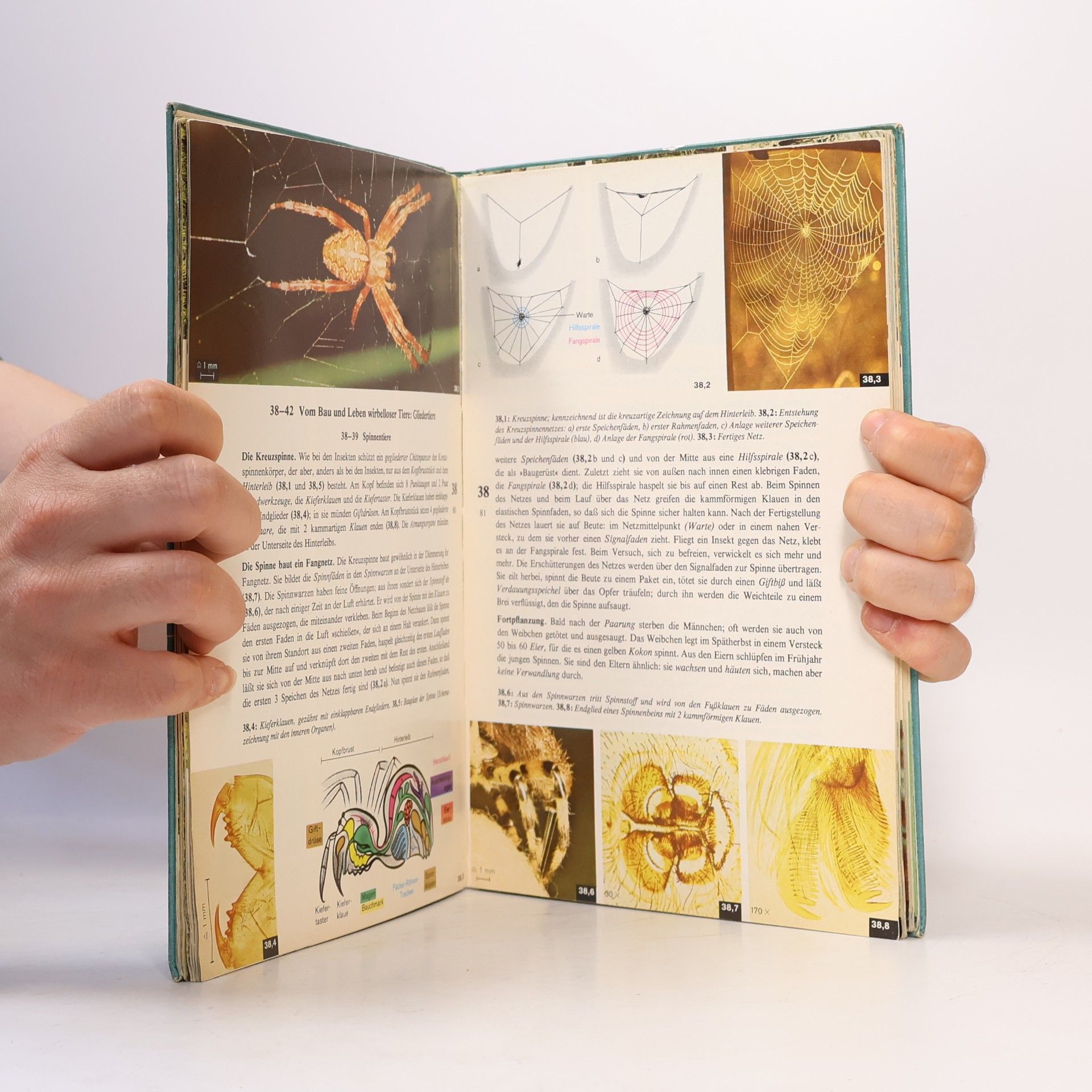 Autorenkollektiv Kruse - Blume. Das Leben 2. Ausgabe H