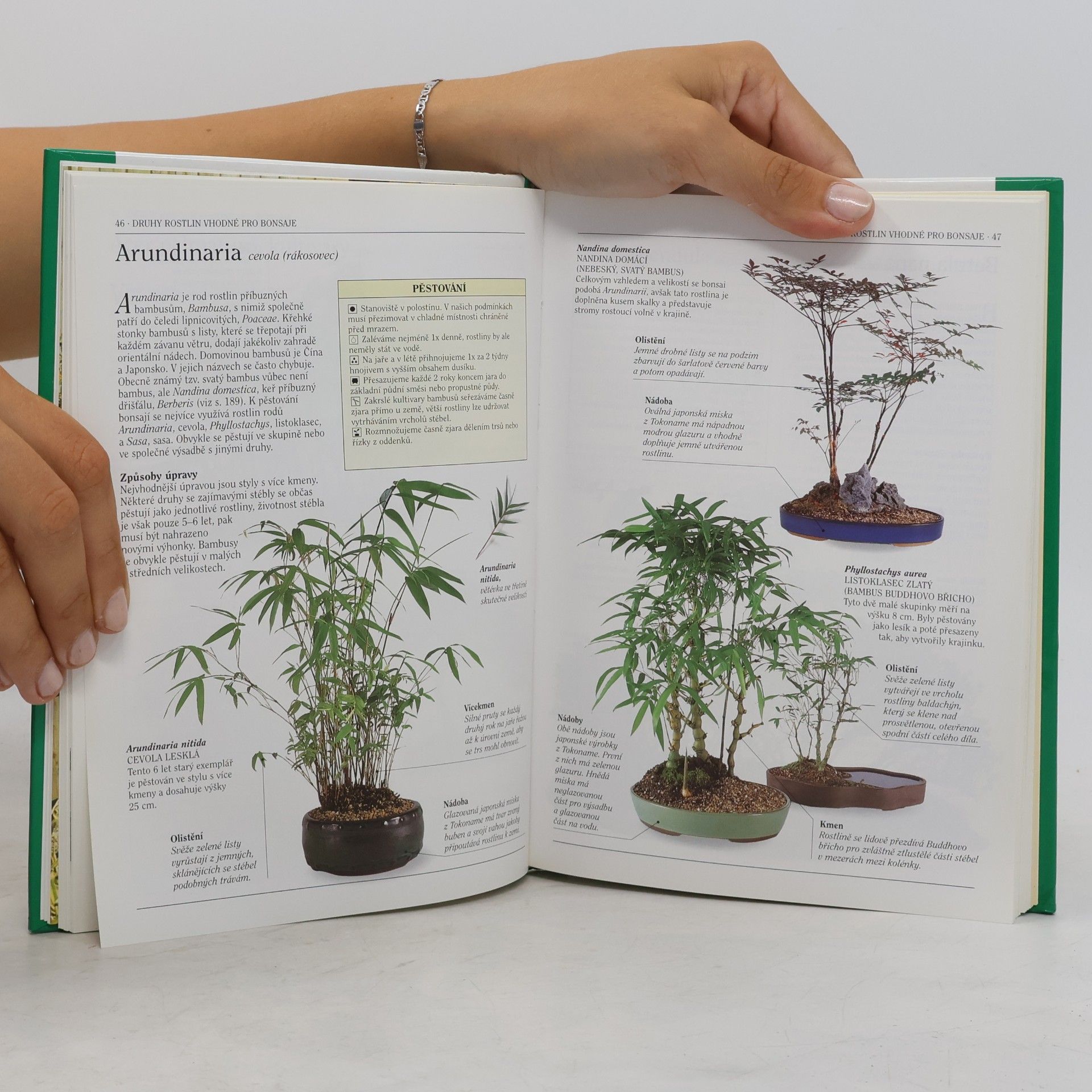 Dana Wiesnerová Bonsai. Praktická ilustrovaná příručka