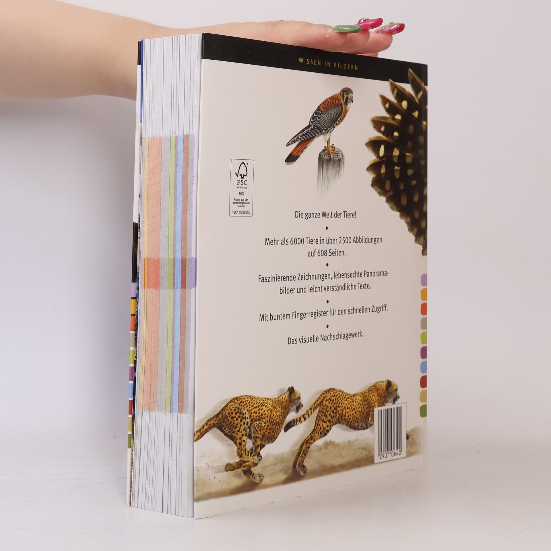 Autorenkollektiv Mein Bildlexikon Tiere