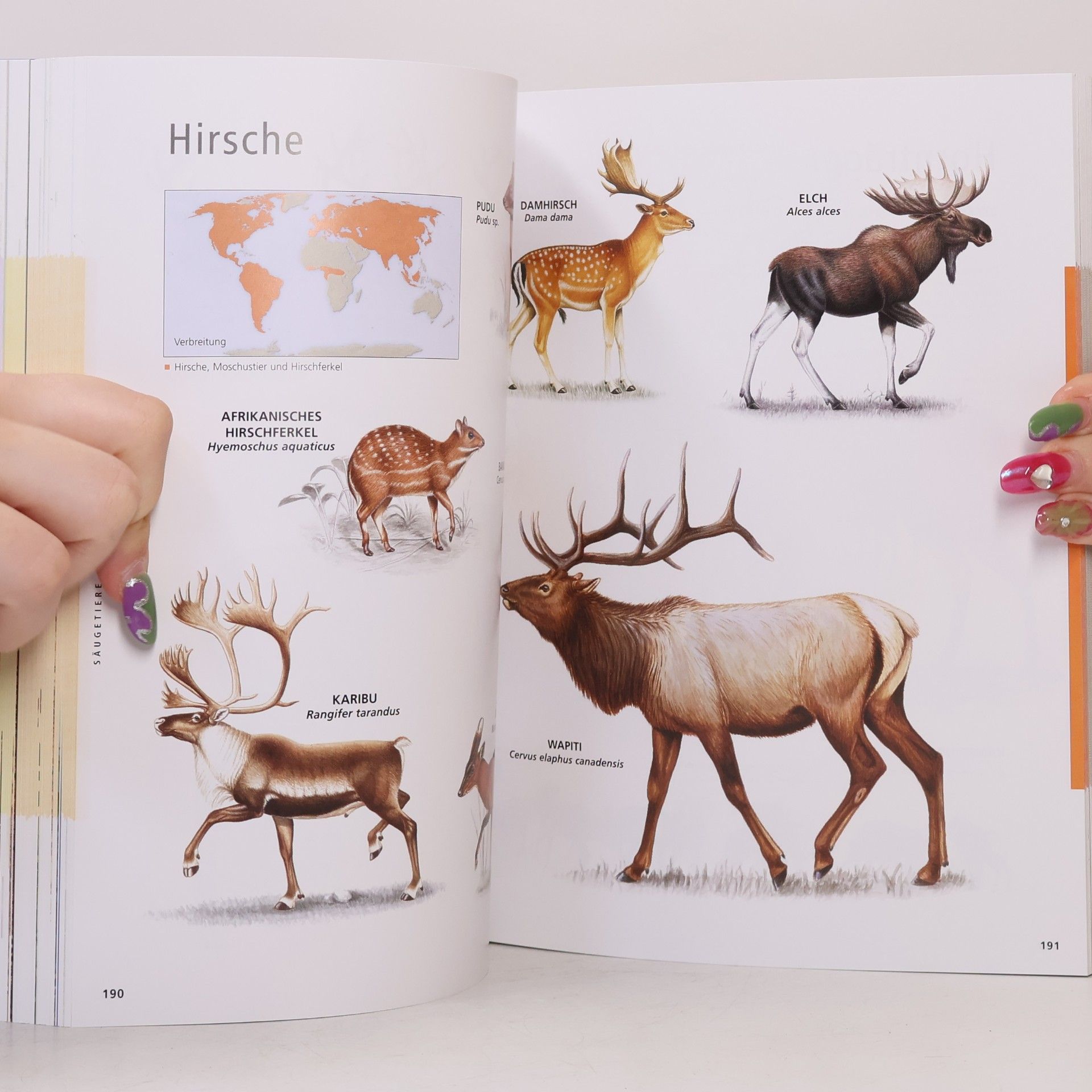 Autorenkollektiv Mein Bildlexikon Tiere