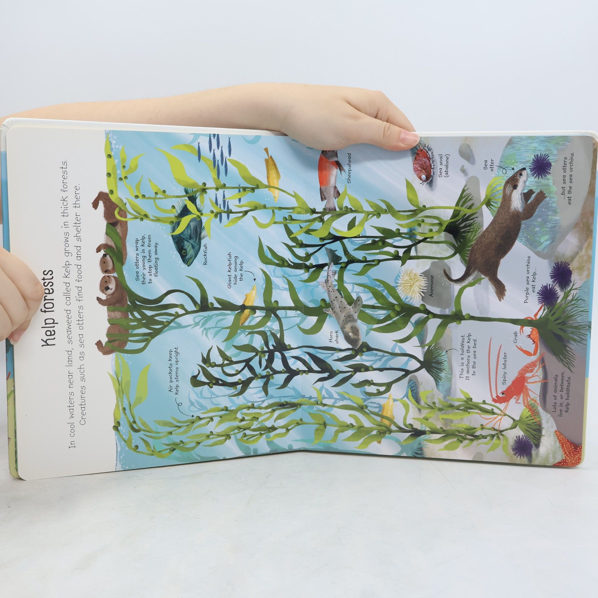 Matthew Oldham My First Books - 1: My First Seas and Oceans Book