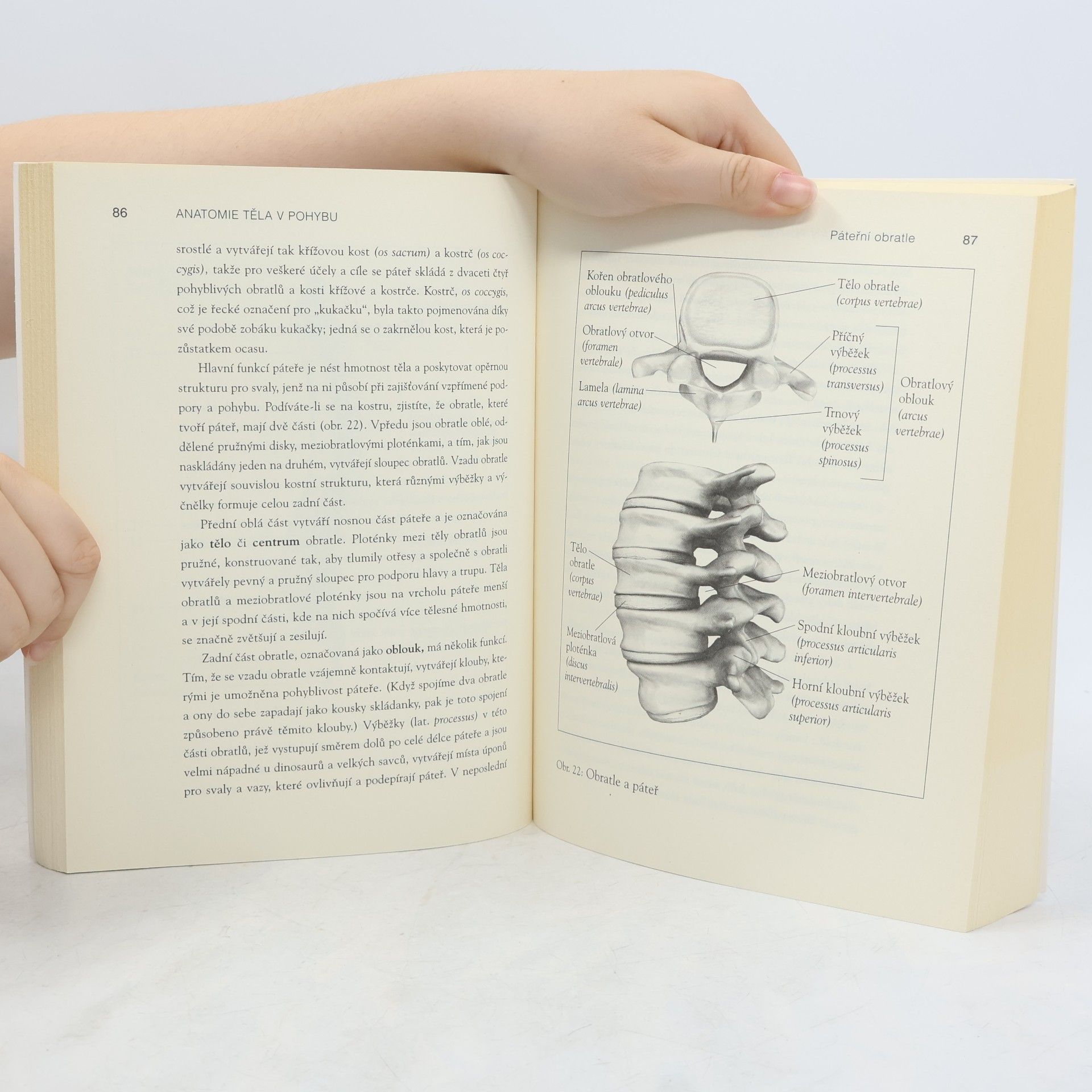 Theodore Dimon Anatomie těla v pohybu: Základní kurz anatomie kostí, svalů a kloubů
